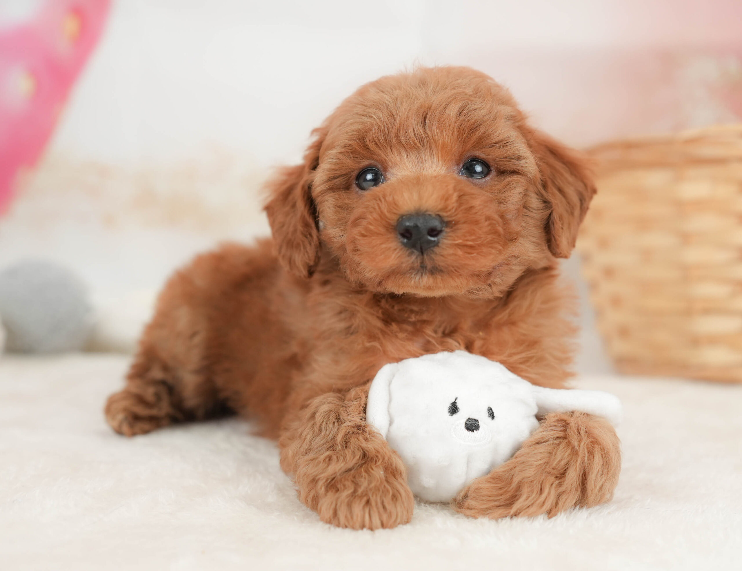 トイ・プードル | 女の子 | レッド | 2025年12月20日