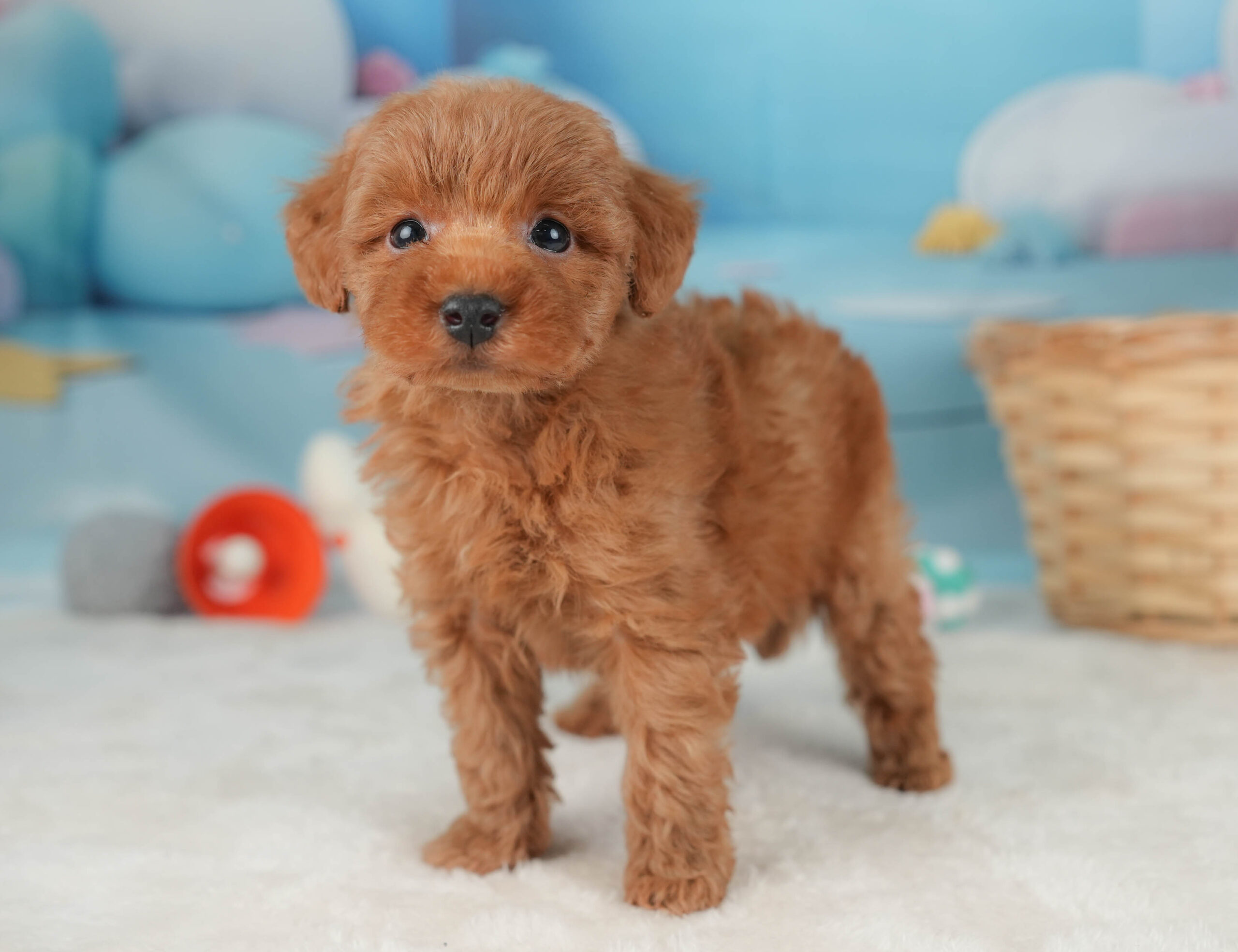 トイ・プードル | 男の子 | レッド | 2025年12月20日