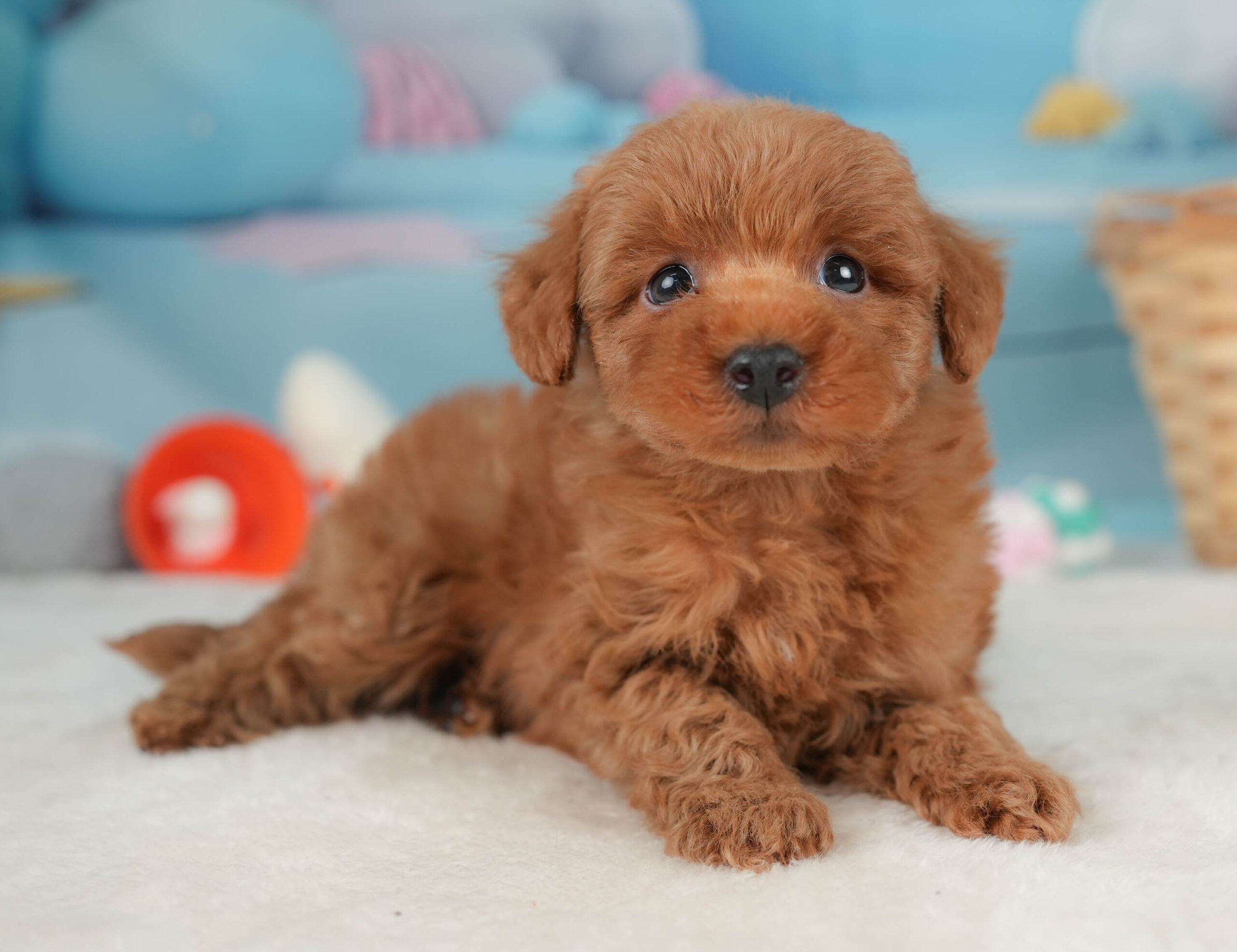 トイ・プードル | 男の子 | レッド | 2025年12月20日