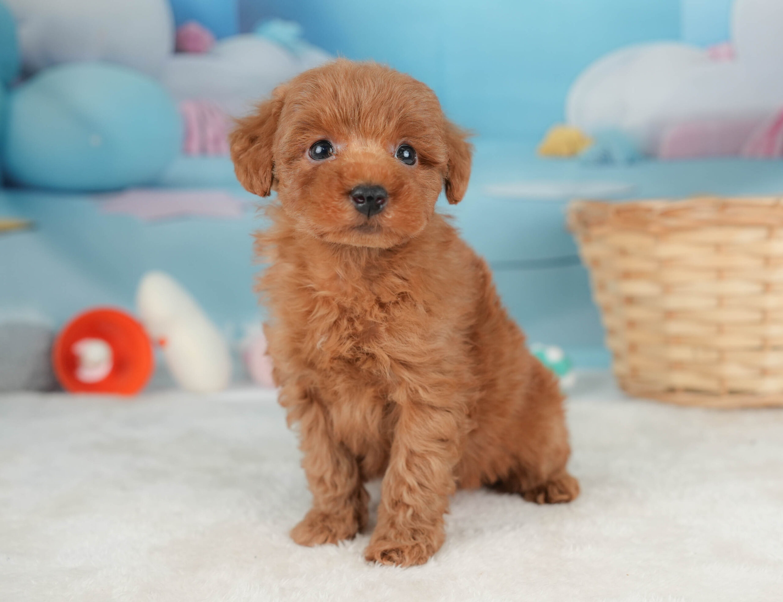 トイ・プードル | 男の子 | レッド | 2025年12月20日