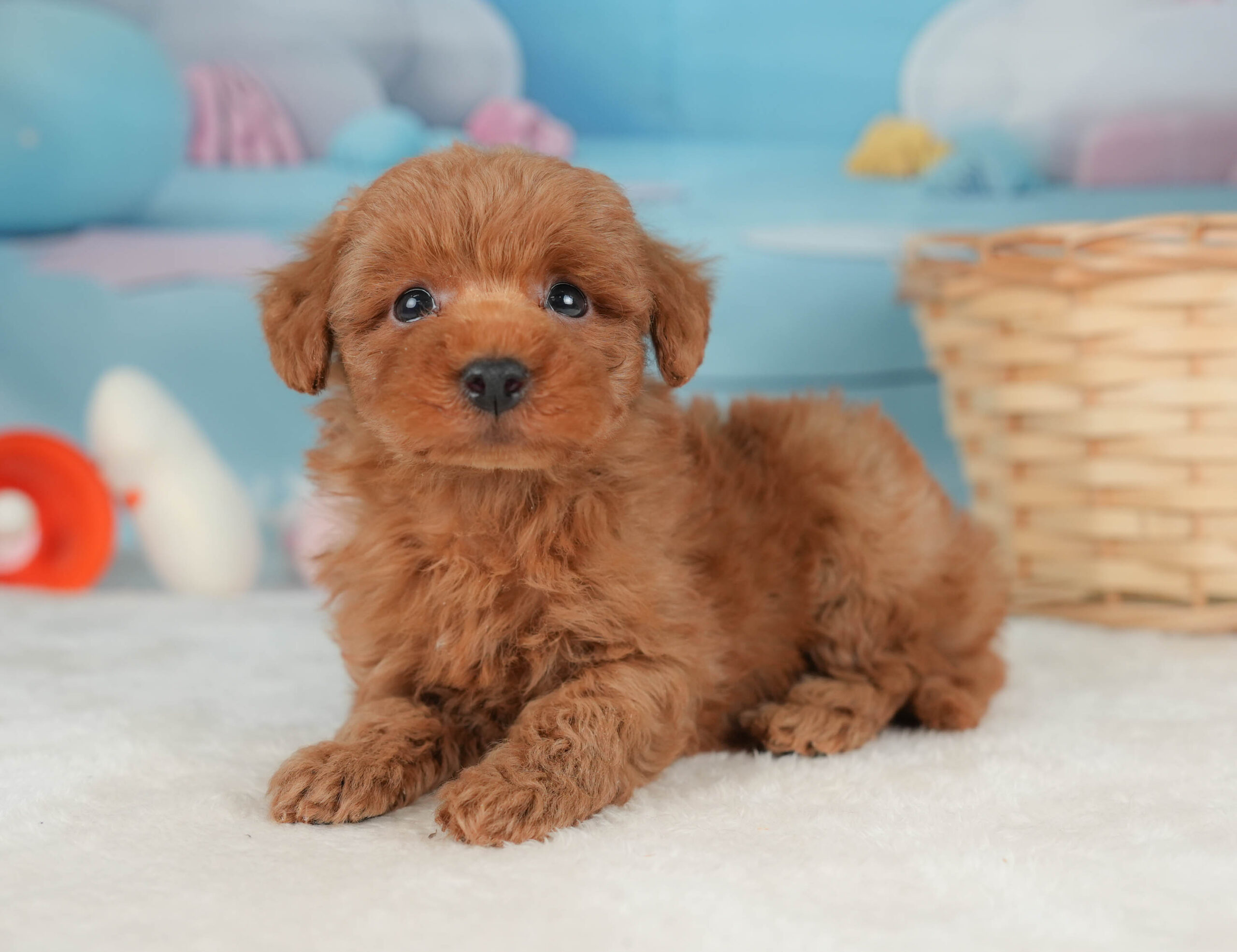 トイ・プードル | 男の子 | レッド | 2025年12月20日