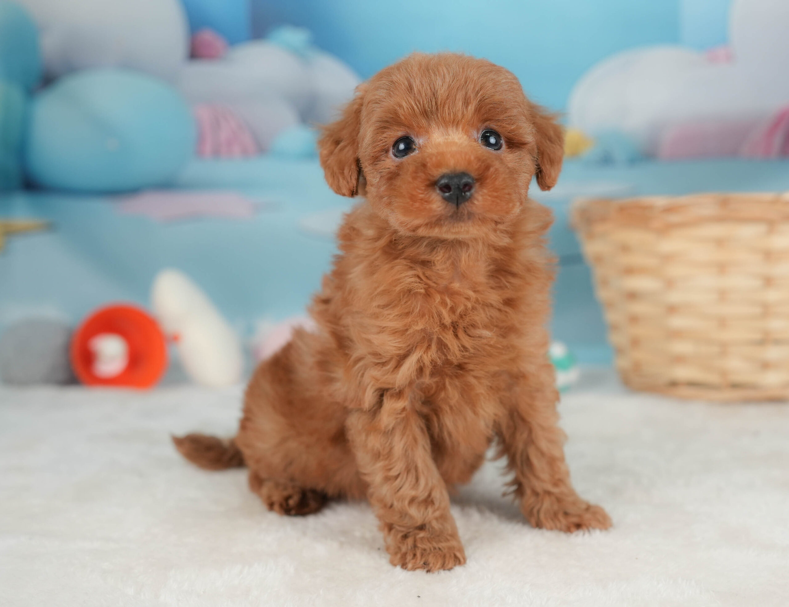 トイ・プードル | 男の子 | レッド | 2025年12月20日