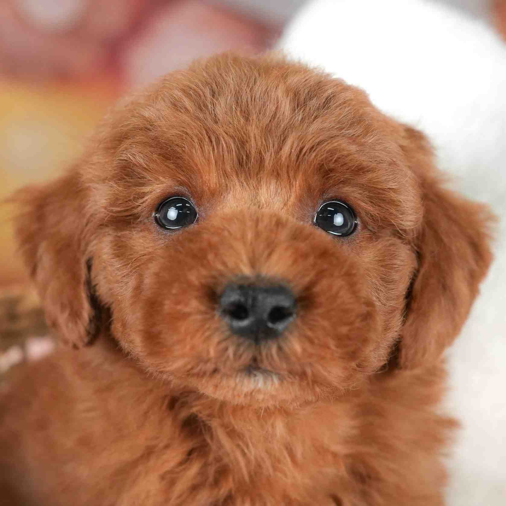 トイ・プードル | 男の子 | レッド | 2025年12月20日