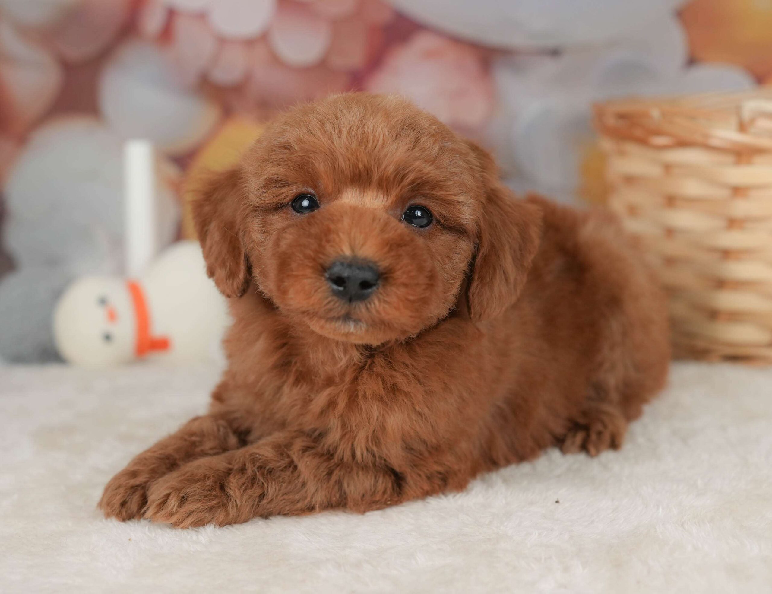 トイ・プードル | 男の子 | レッド | 2025年12月20日