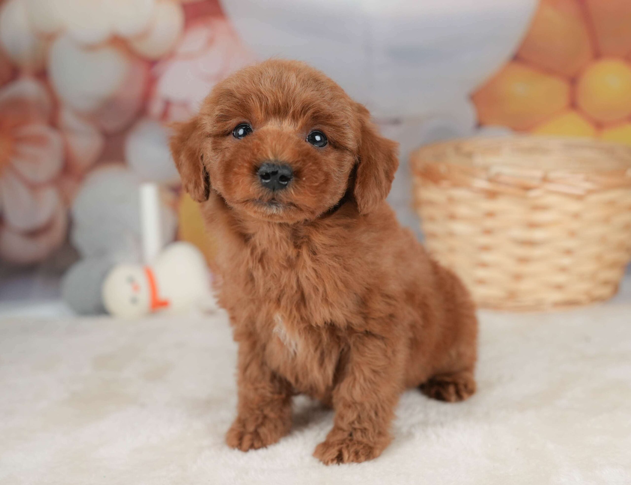 トイ・プードル | 男の子 | レッド | 2025年12月20日