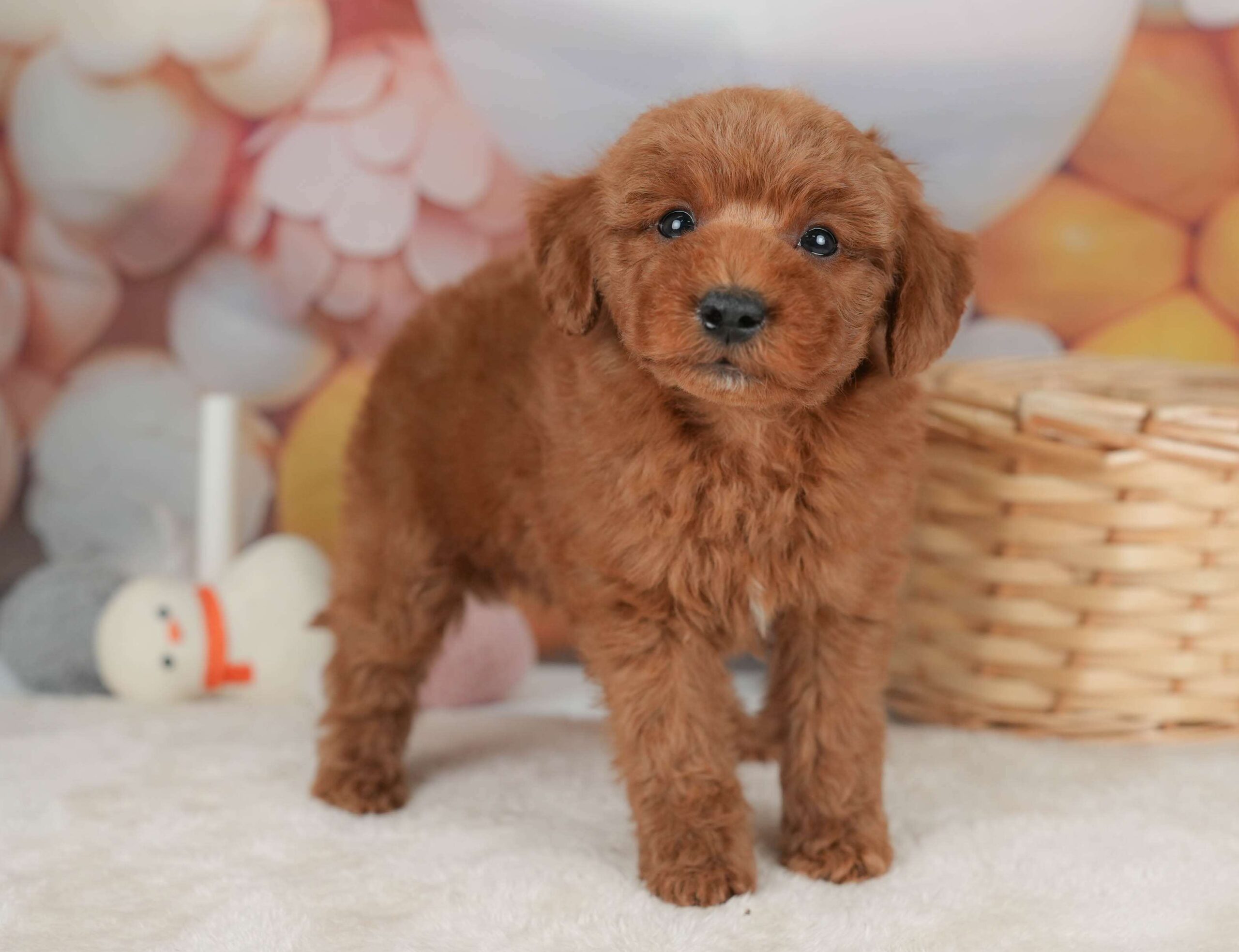 トイ・プードル | 男の子 | レッド | 2025年12月20日
