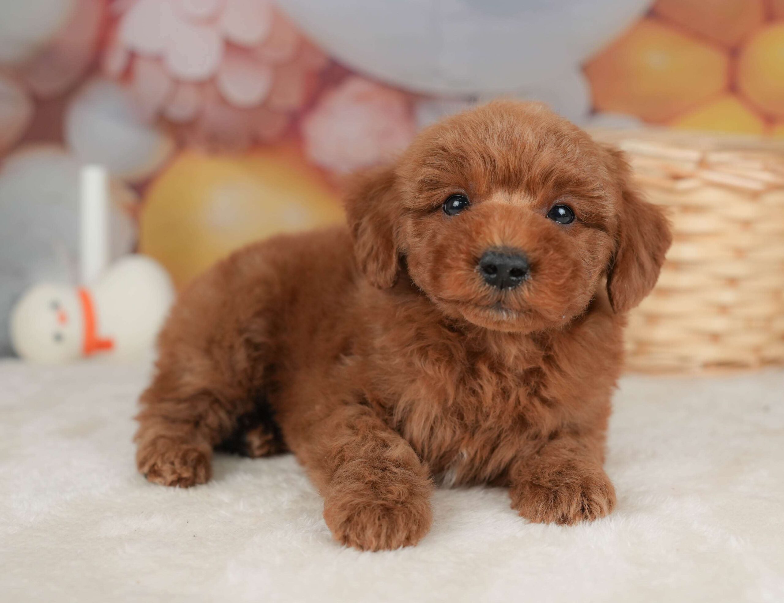 トイ・プードル | 男の子 | レッド | 2025年12月20日