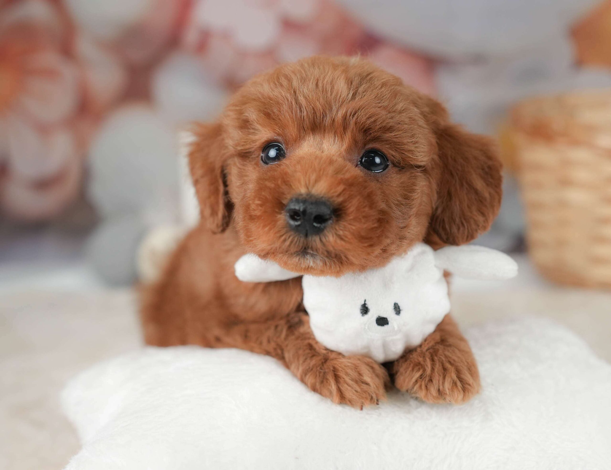 トイ・プードル | 男の子 | レッド | 2025年12月20日