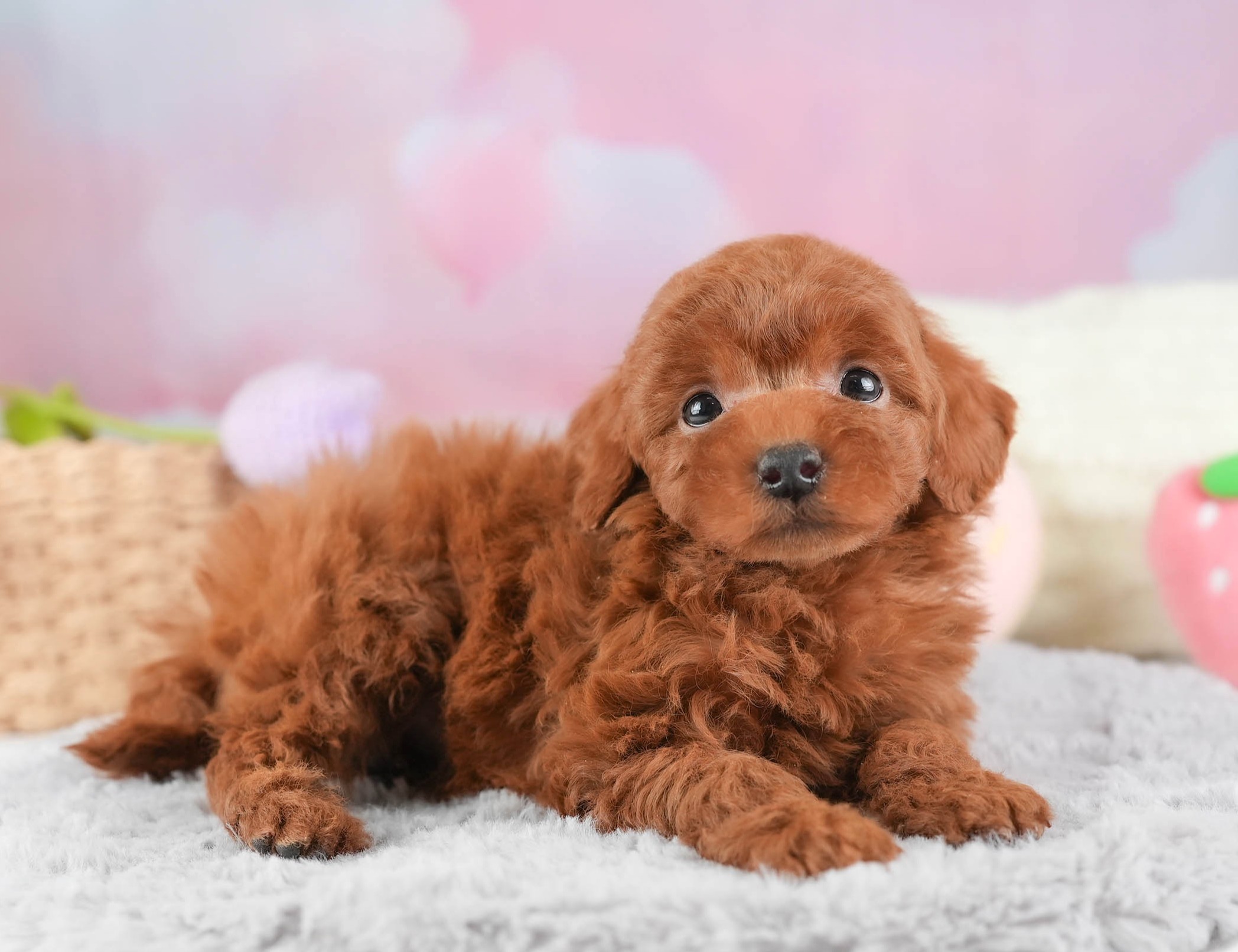 タイニー・プードル | 男の子 | レッド | 2025年12月21日