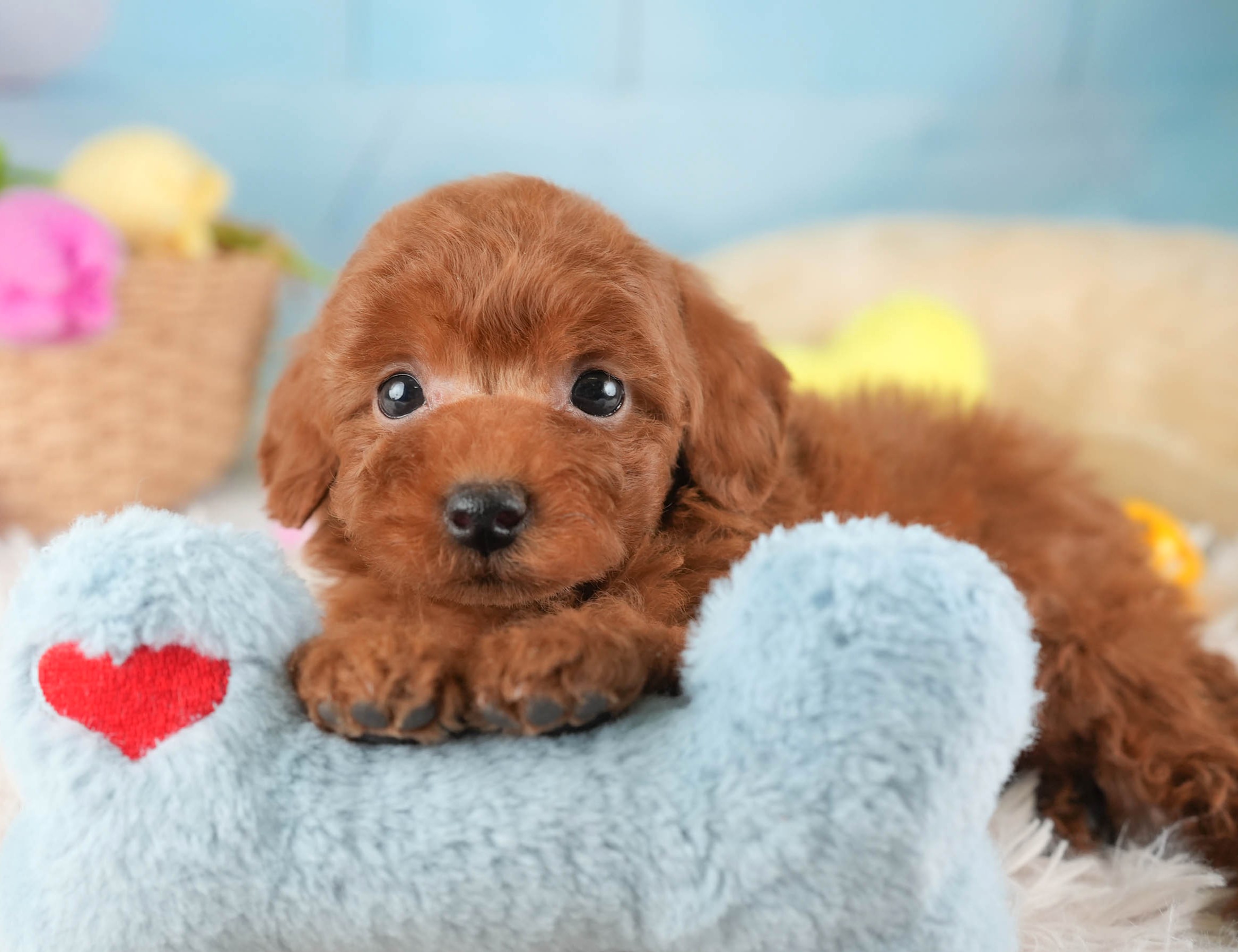 タイニー・プードル | 男の子 | レッド | 2025年12月21日