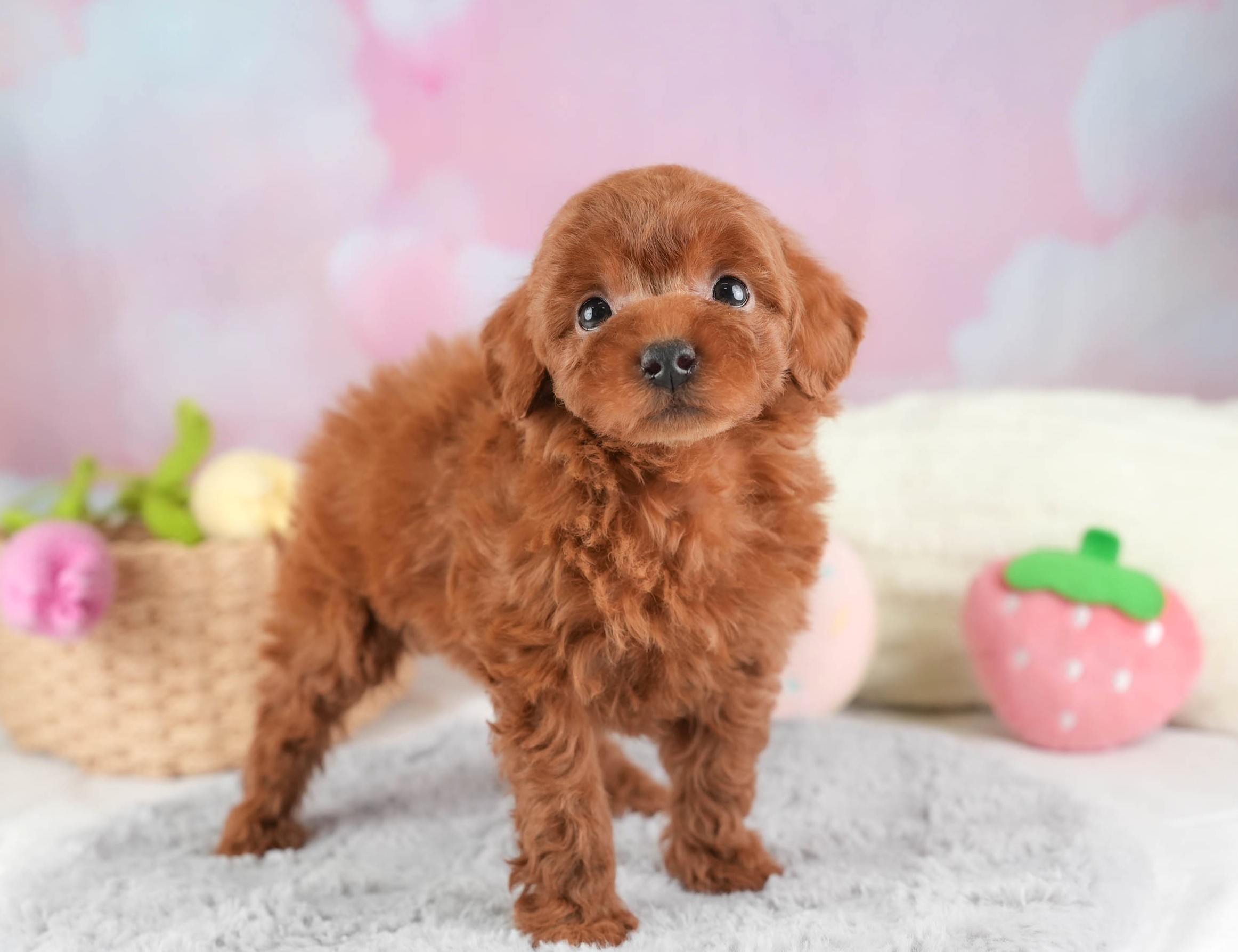 タイニー・プードル | 男の子 | レッド | 2025年12月21日