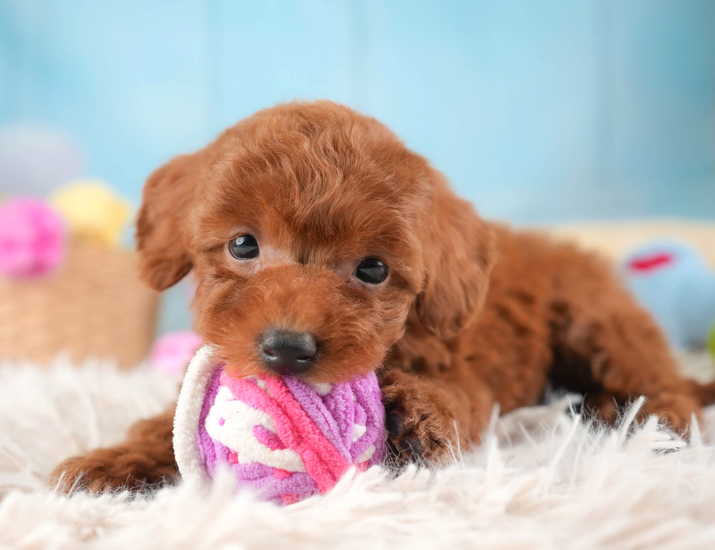 タイニー・プードル | 男の子 | レッド | 2025年12月21日