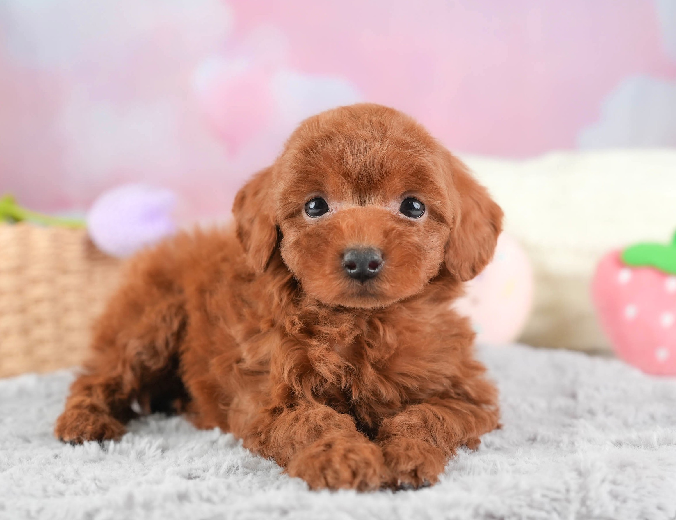 タイニー・プードル | 男の子 | レッド | 2025年12月21日