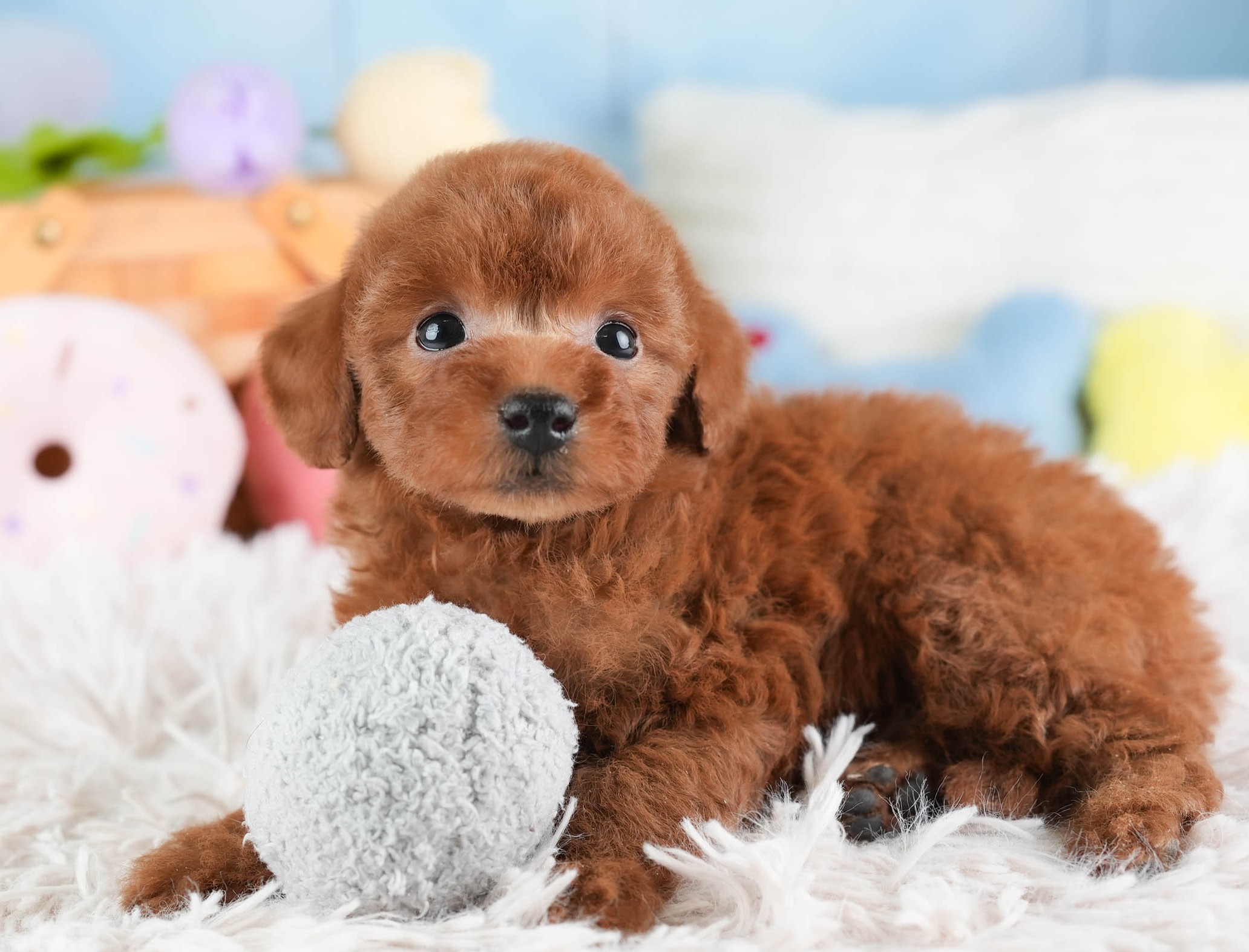 タイニー・プードル | 男の子 | レッド | 2025年12月22日