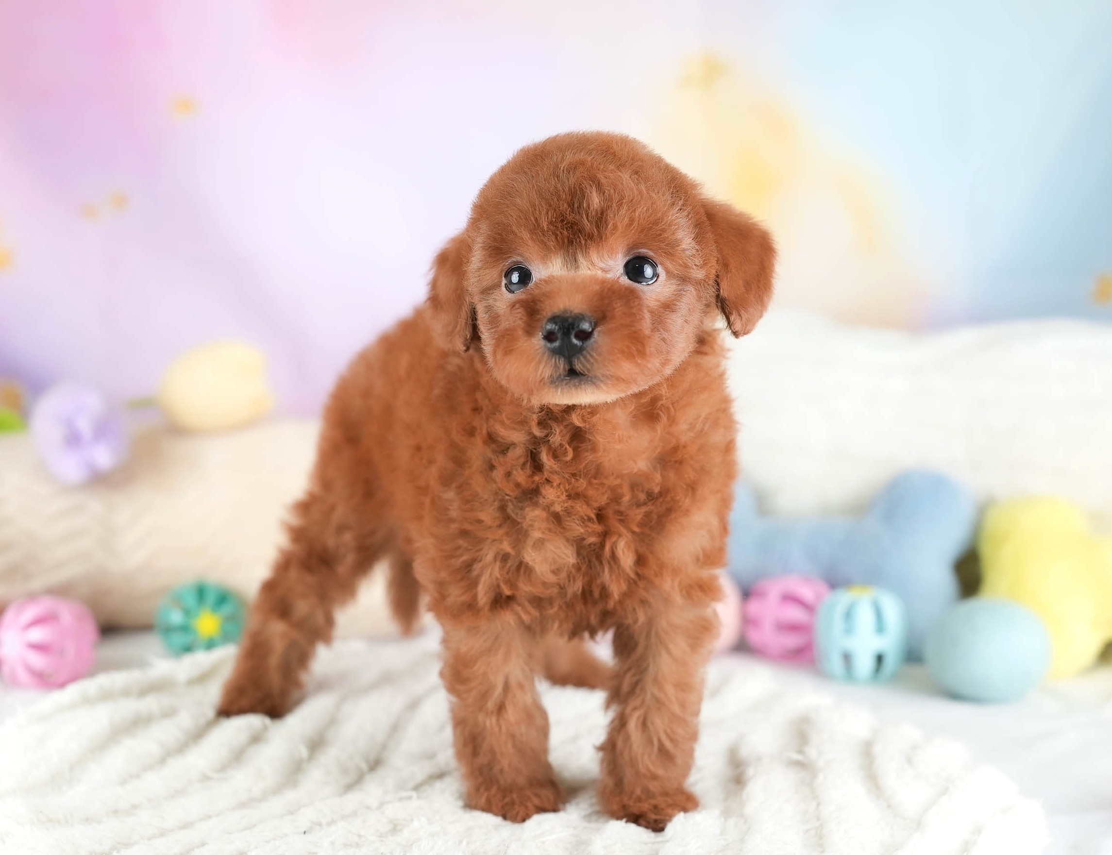 タイニー・プードル | 男の子 | レッド | 2025年12月22日