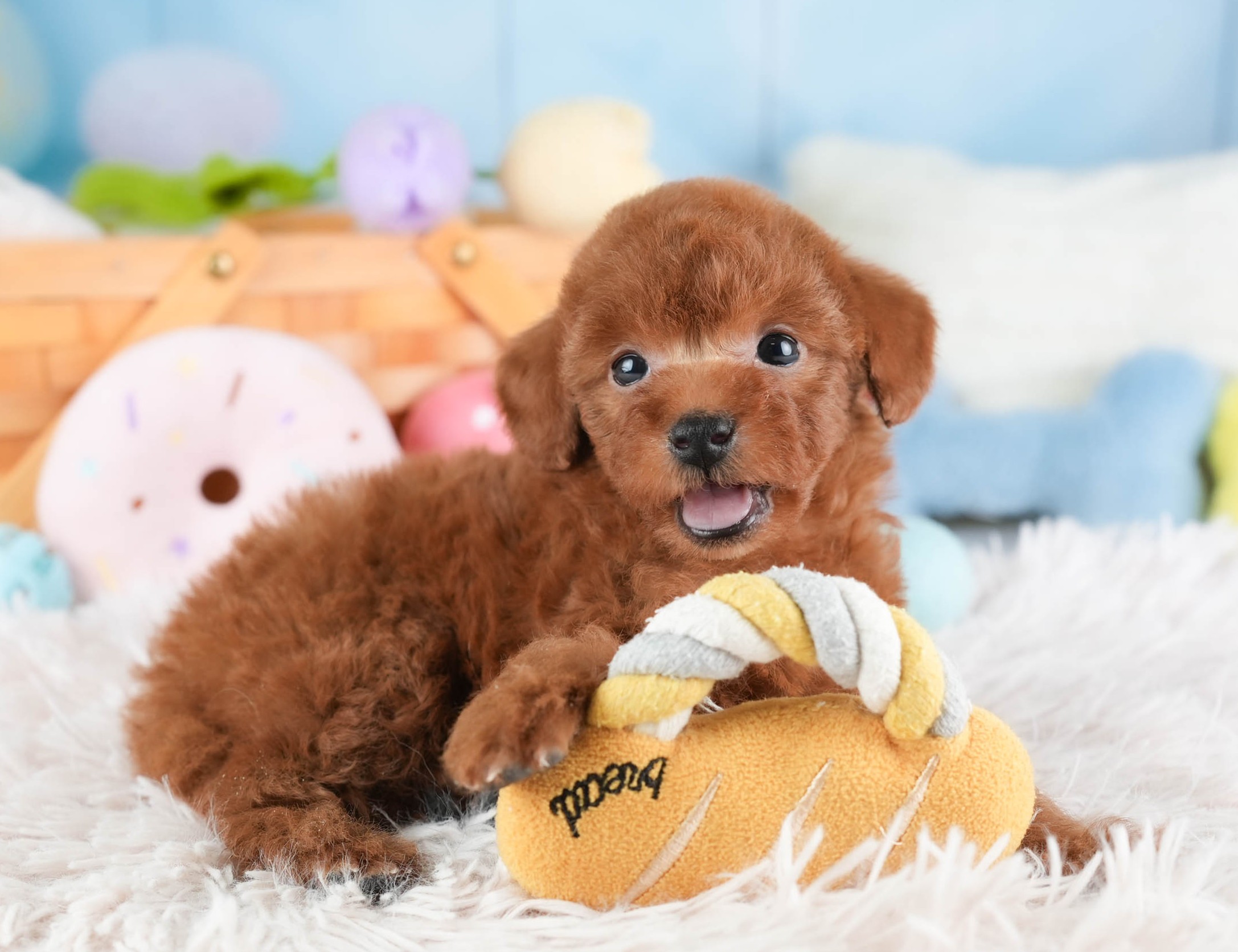 タイニー・プードル | 男の子 | レッド | 2025年12月22日