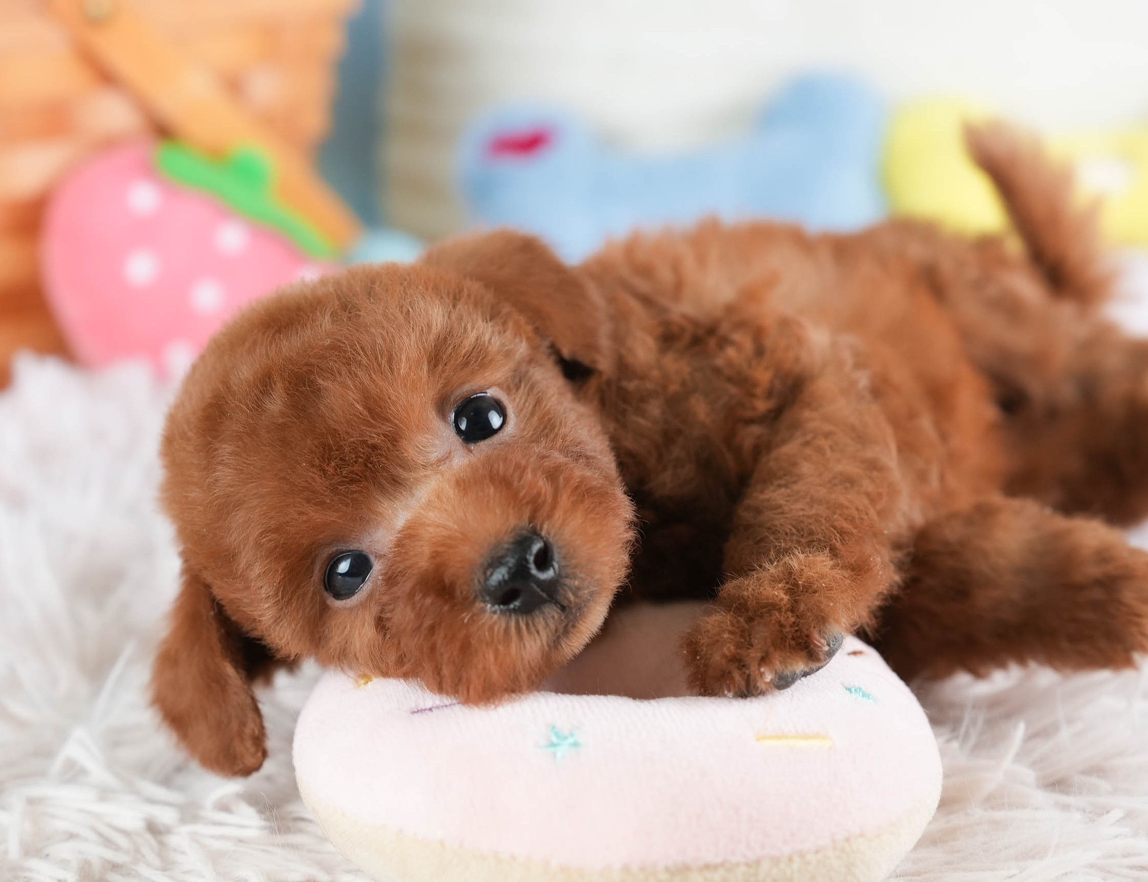 タイニー・プードル | 男の子 | レッド | 2025年12月22日