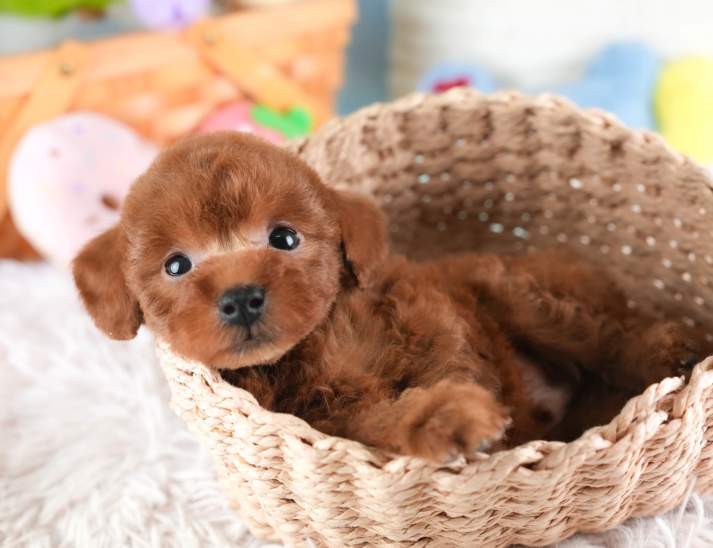 タイニー・プードル | 男の子 | レッド | 2025年12月22日