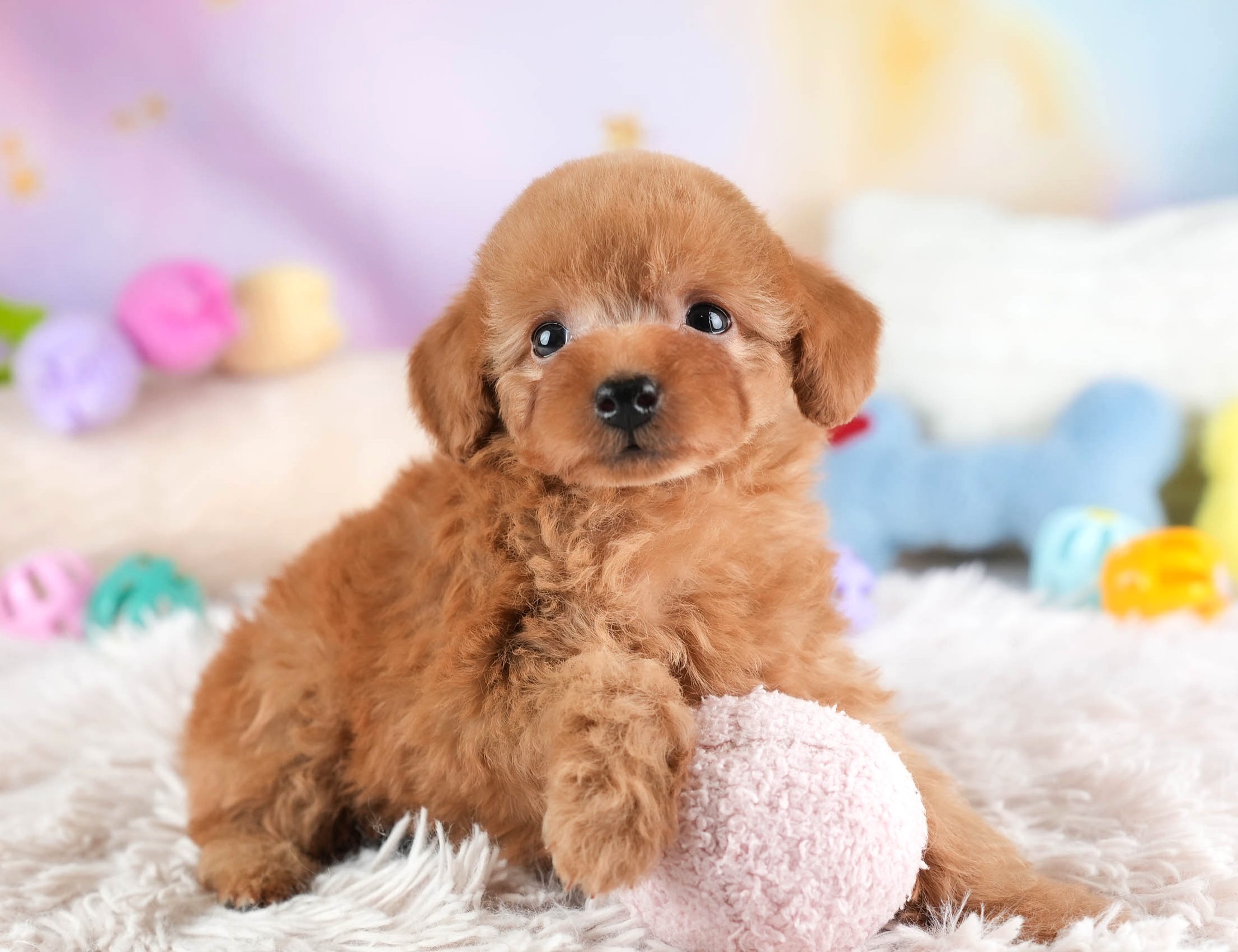 タイニー・プードル | 女の子 | アプリコット | 2025年12月22日