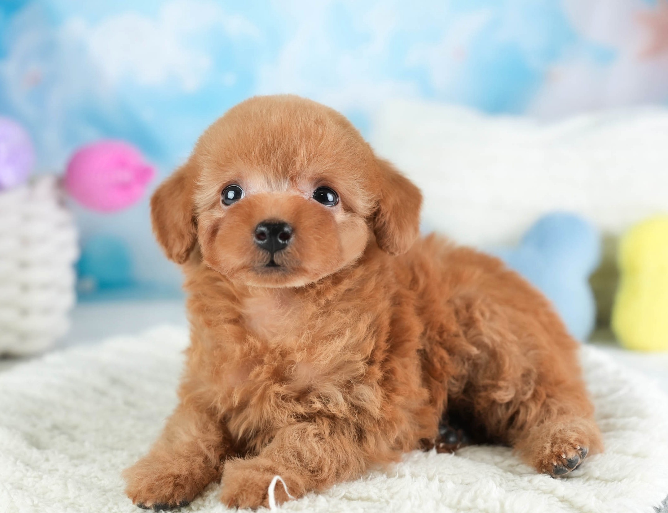 タイニー・プードル | 女の子 | アプリコット | 2025年12月22日