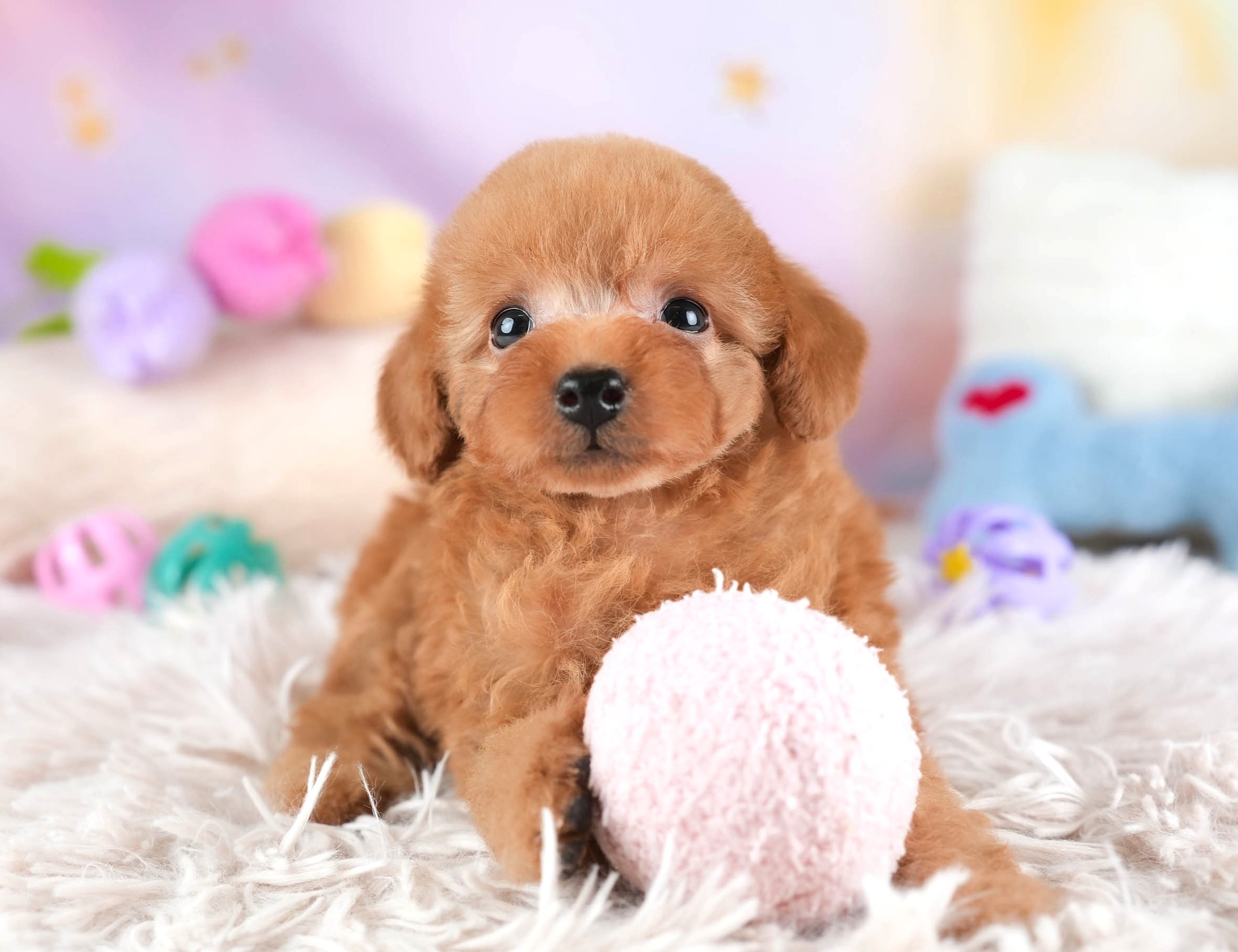 タイニー・プードル | 女の子 | アプリコット | 2025年12月22日