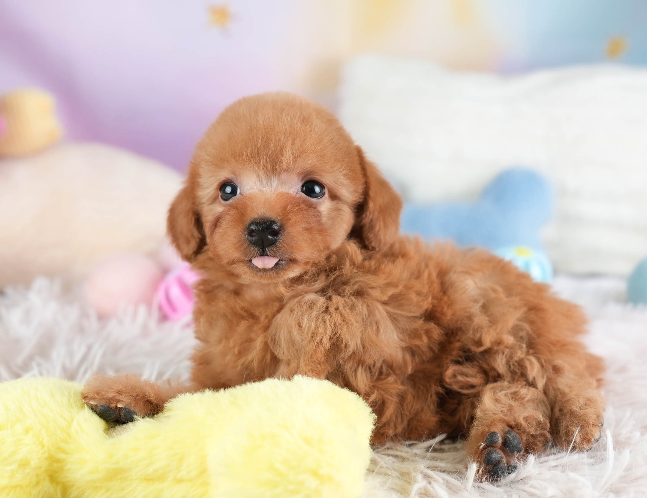 タイニー・プードル | 女の子 | アプリコット | 2025年12月22日