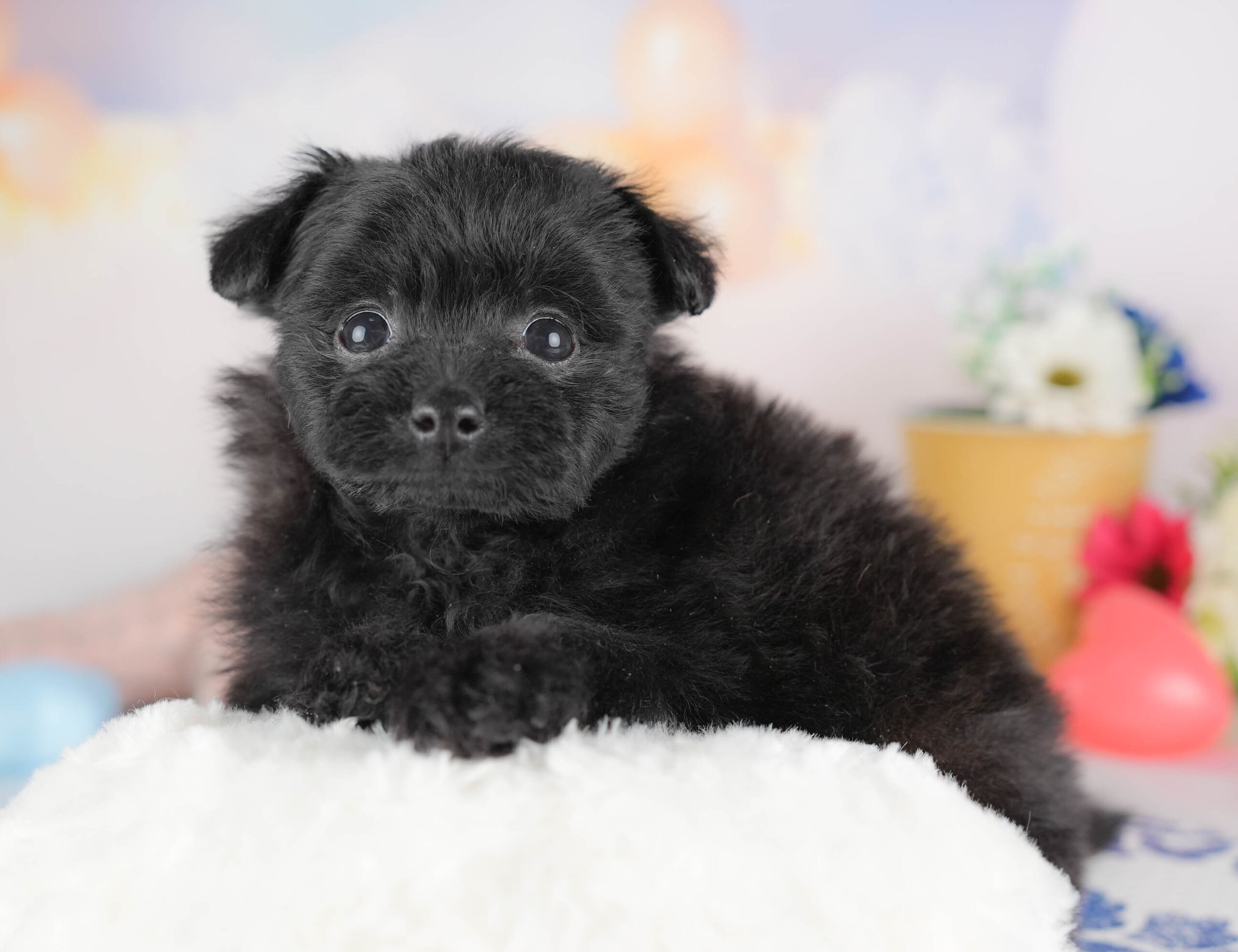 ポメプー | 女の子 | ブラック | 2025年12月22日