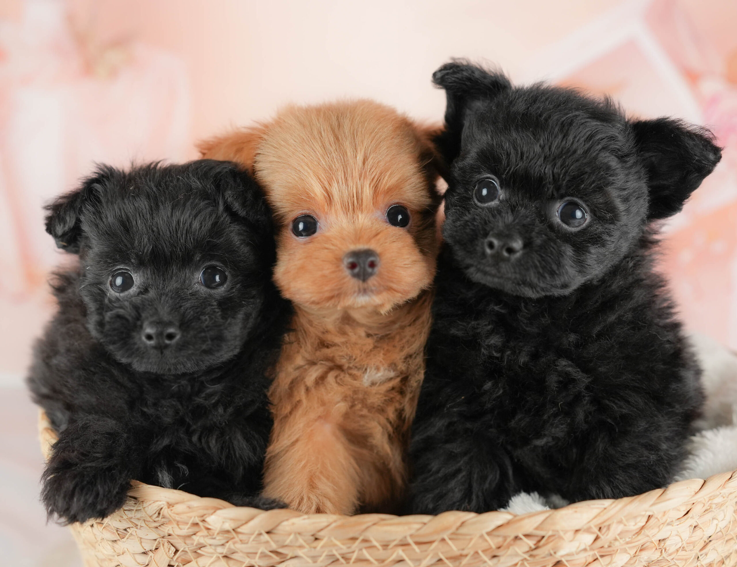 ポメプー | 女の子 | ブラック | 2025年12月22日