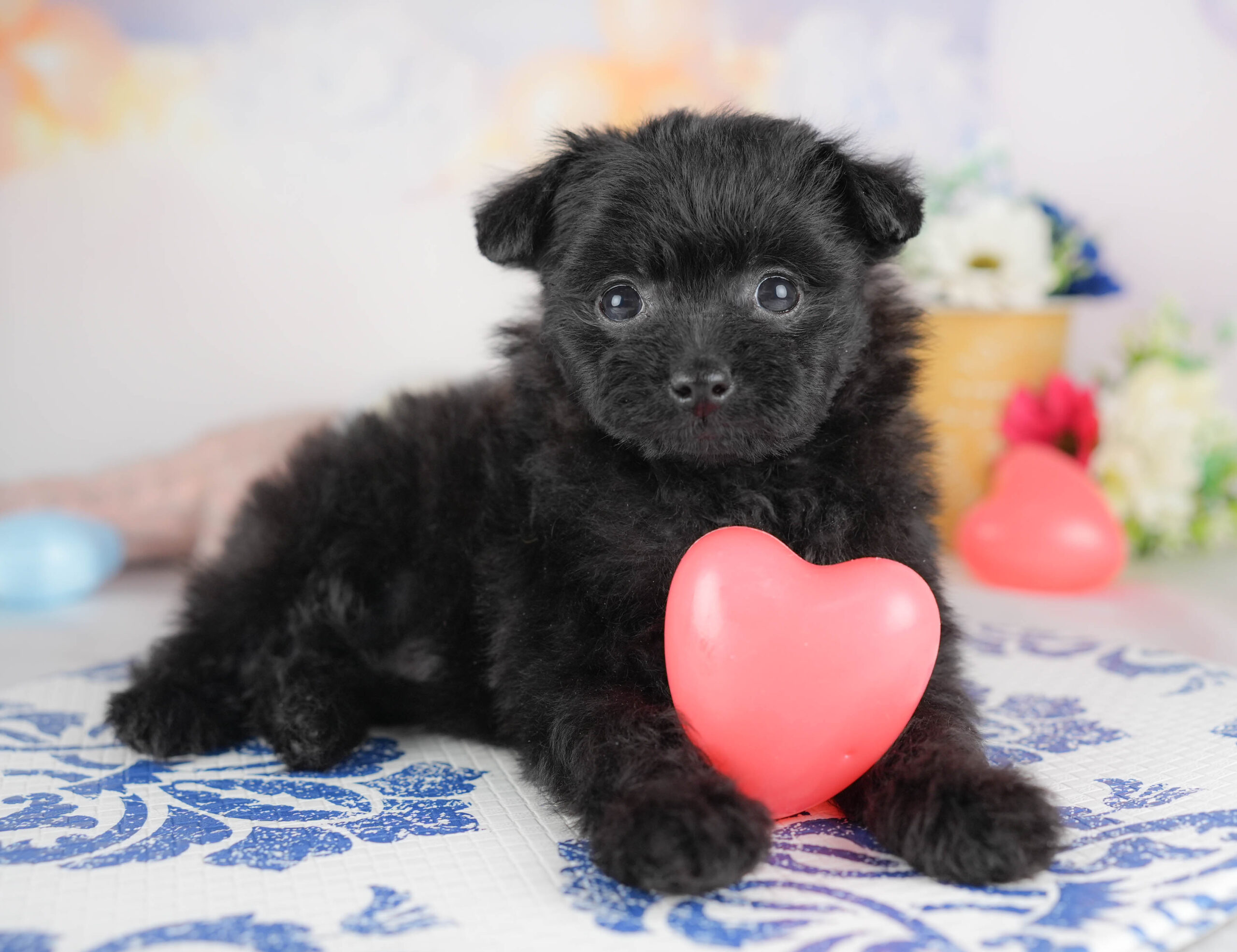 ポメプー | 女の子 | ブラック | 2025年12月22日