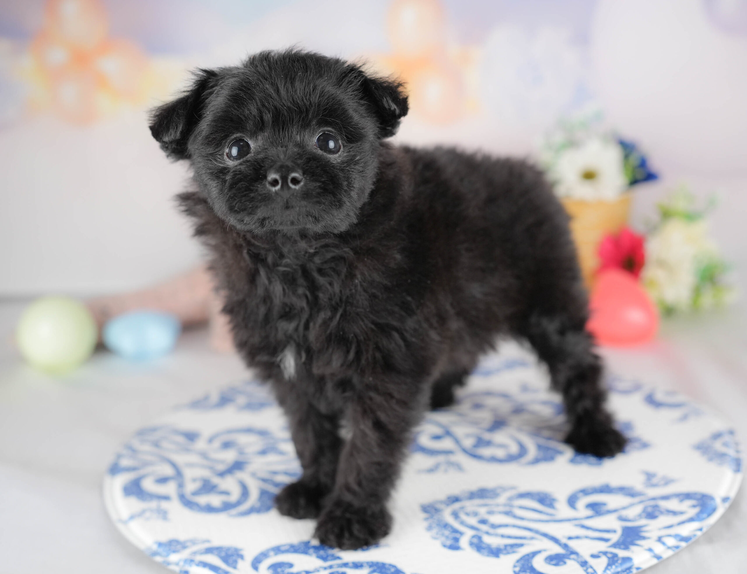 ポメプー | 女の子 | ブラック | 2025年12月22日