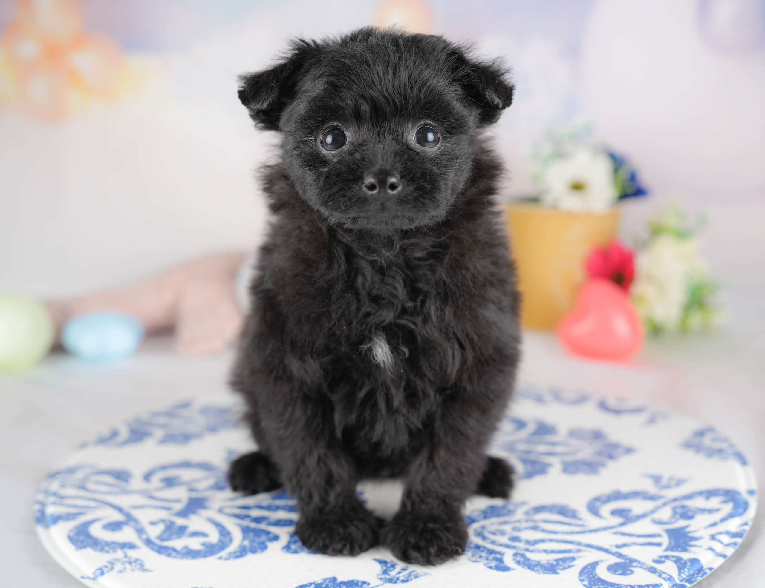 ポメプー | 女の子 | ブラック | 2025年12月22日