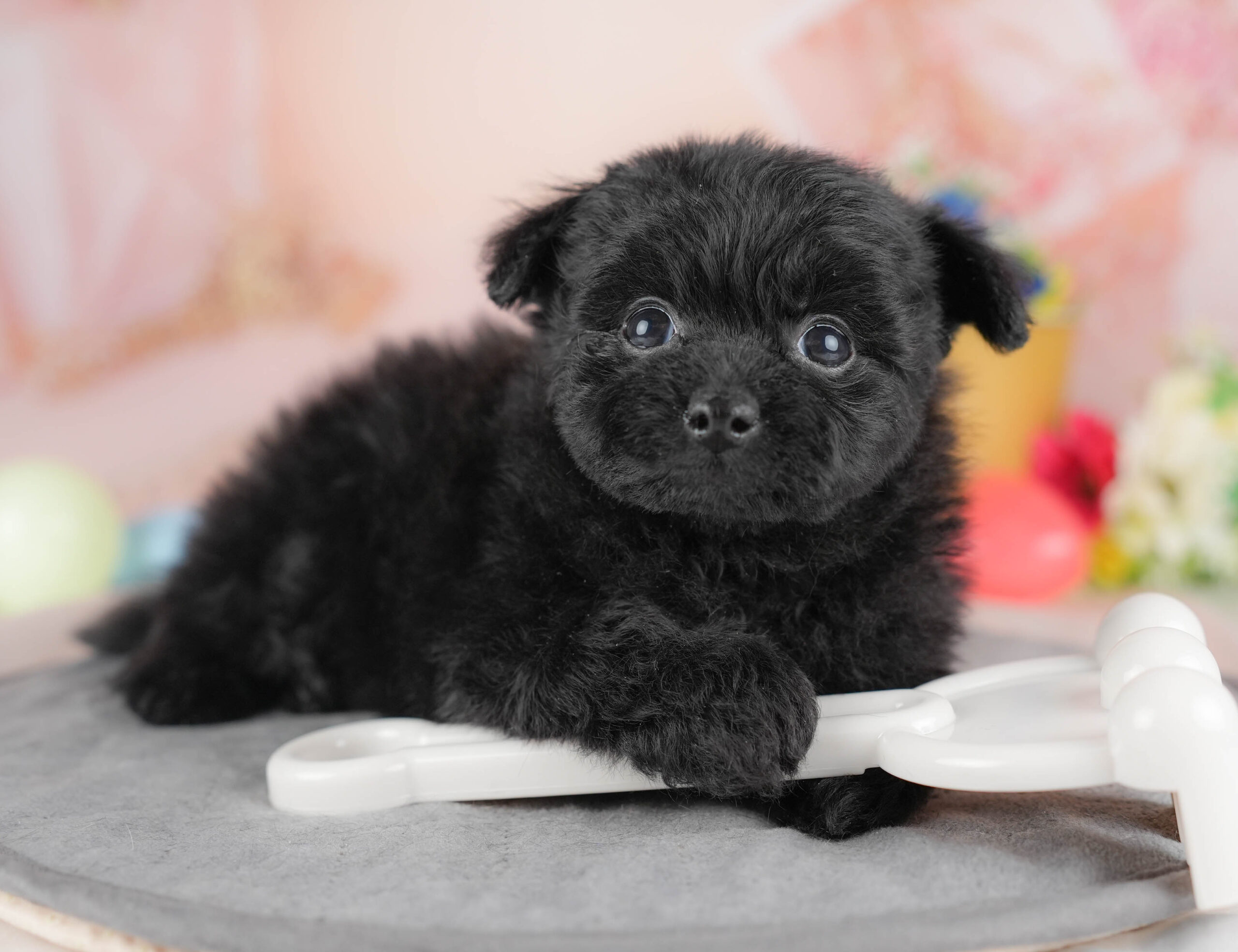 ポメプー | 男の子 | ブラック | 2025年12月22日