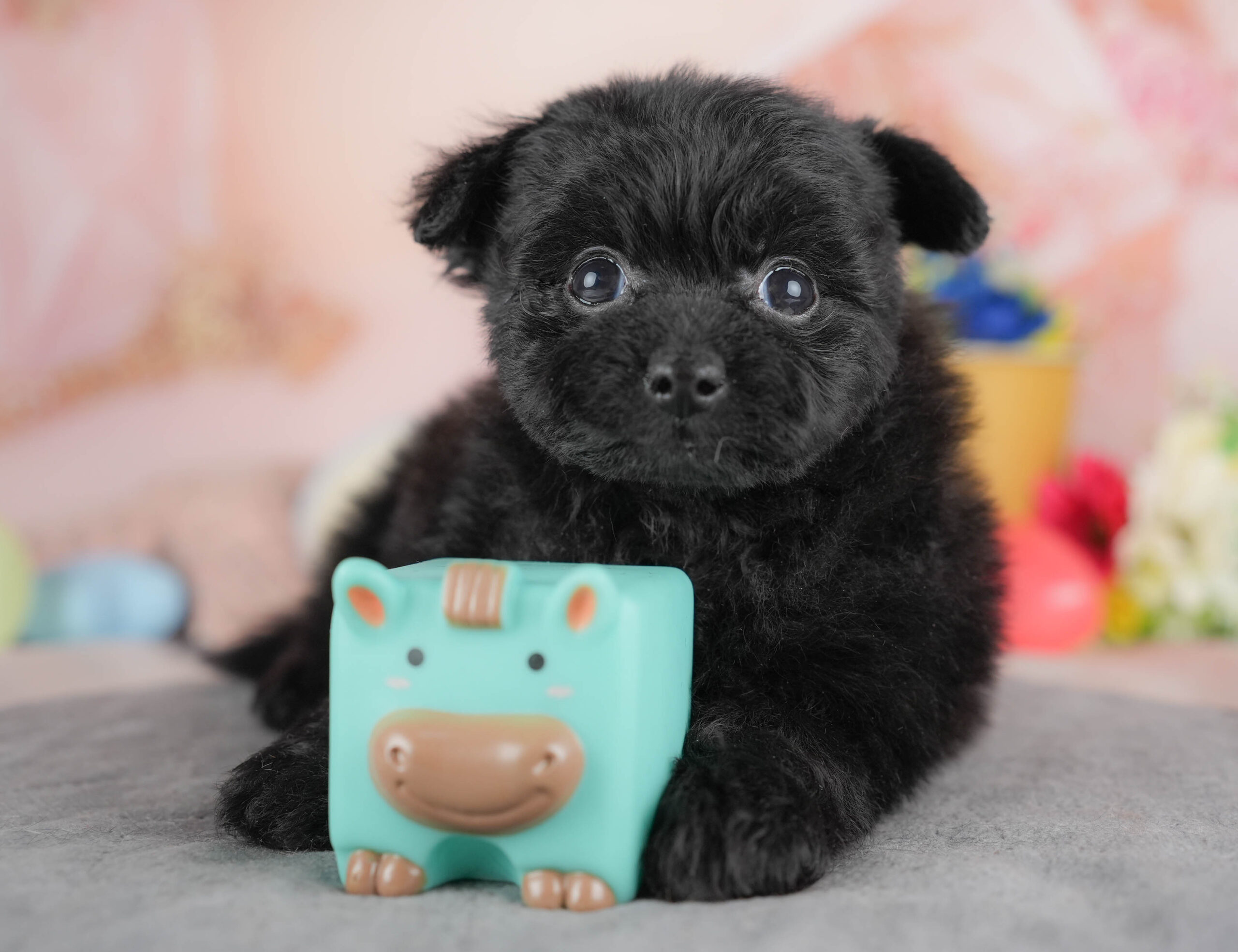 ポメプー | 男の子 | ブラック | 2025年12月22日