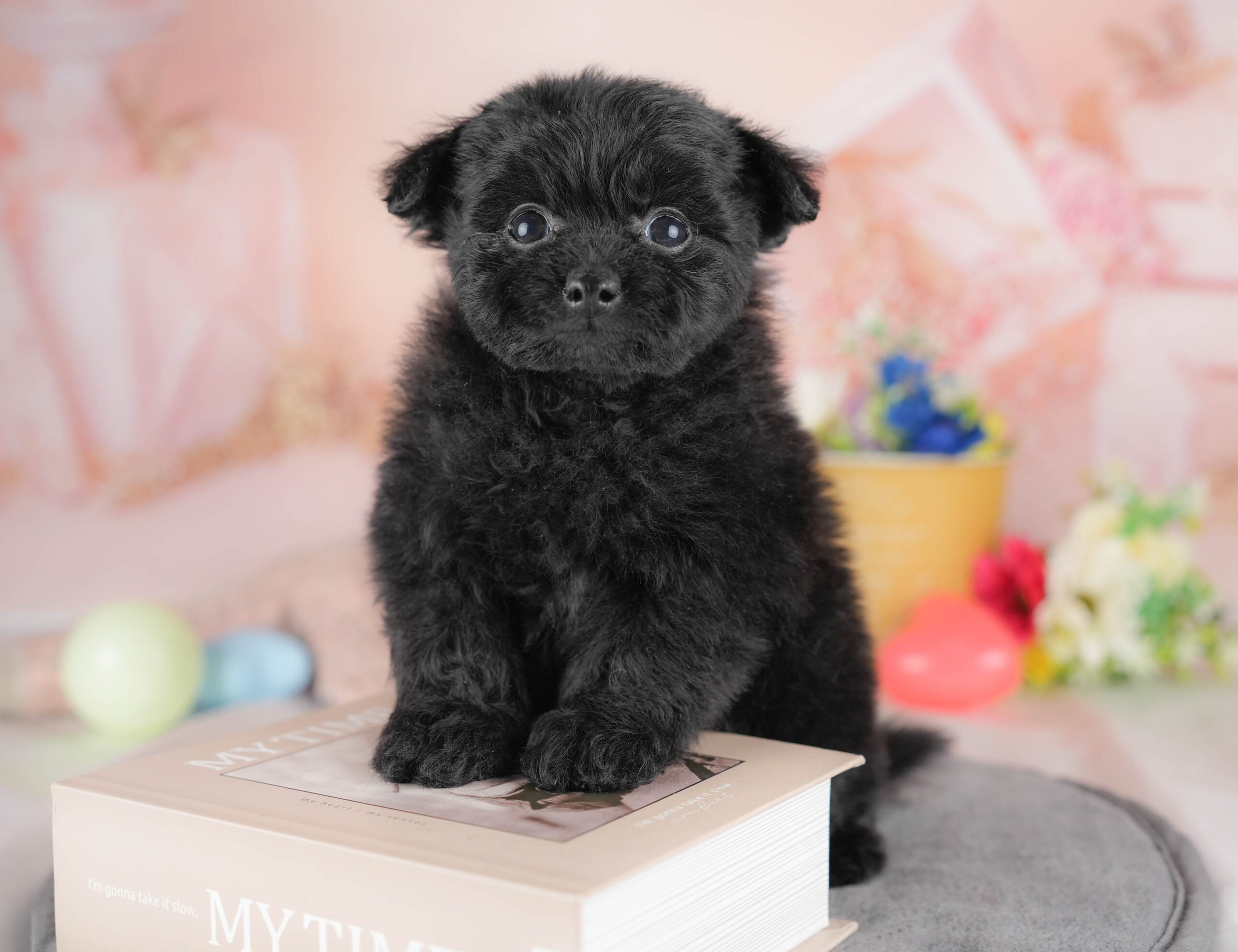 ポメプー | 男の子 | ブラック | 2025年12月22日