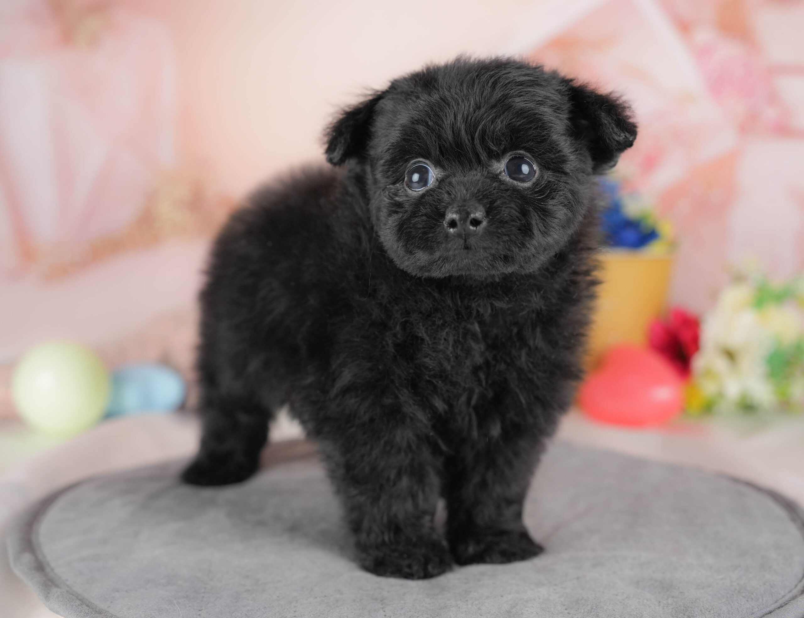 ポメプー | 男の子 | ブラック | 2025年12月22日