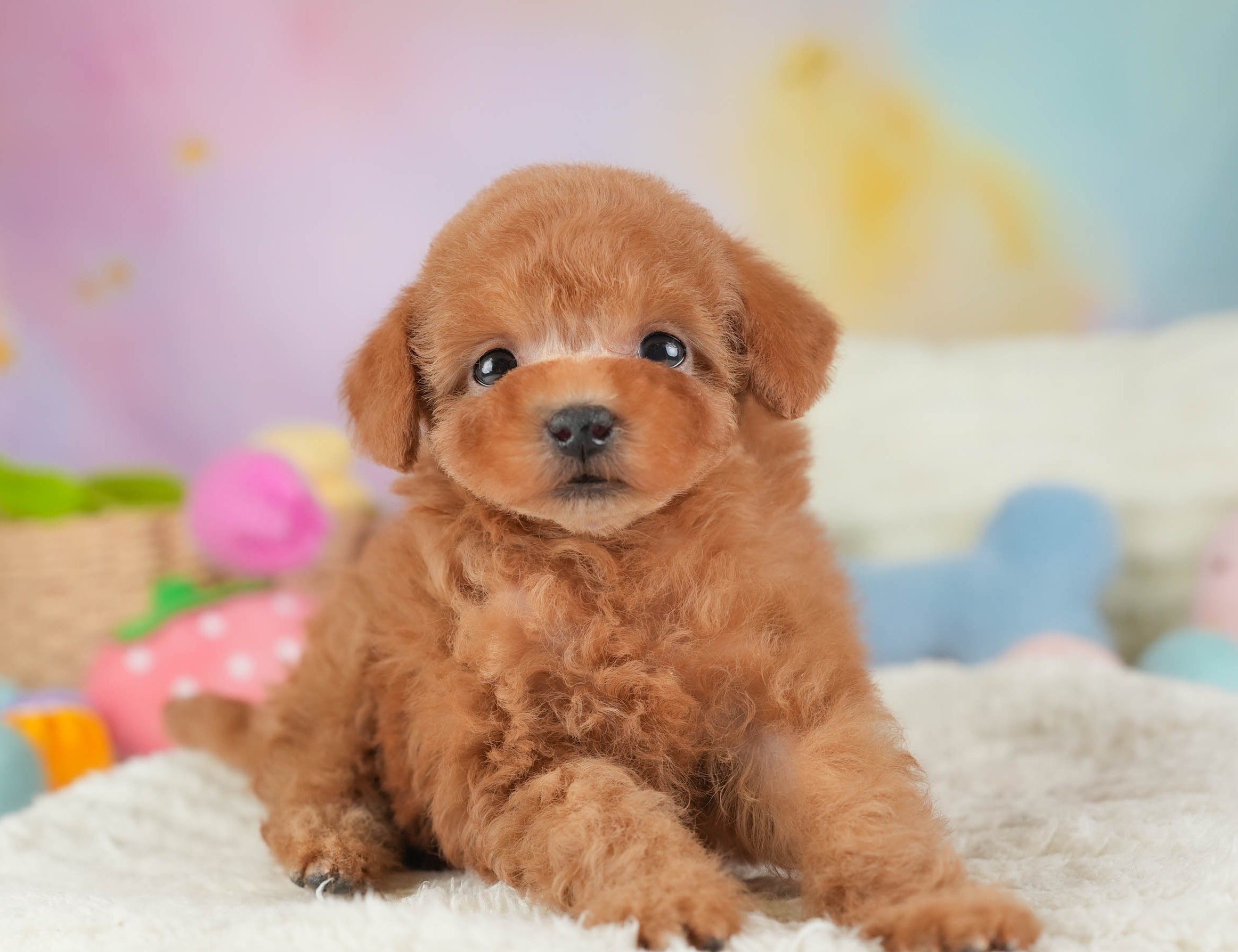 タイニー・プードル | 女の子 | アプリコット | 2025年12月23日