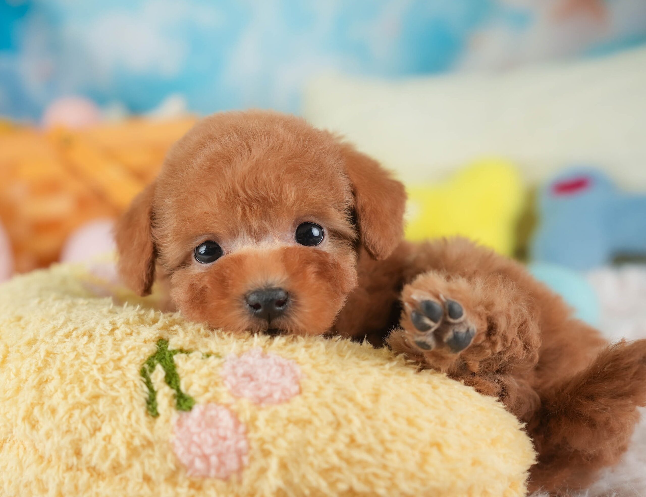 タイニー・プードル | 女の子 | アプリコット | 2025年12月23日