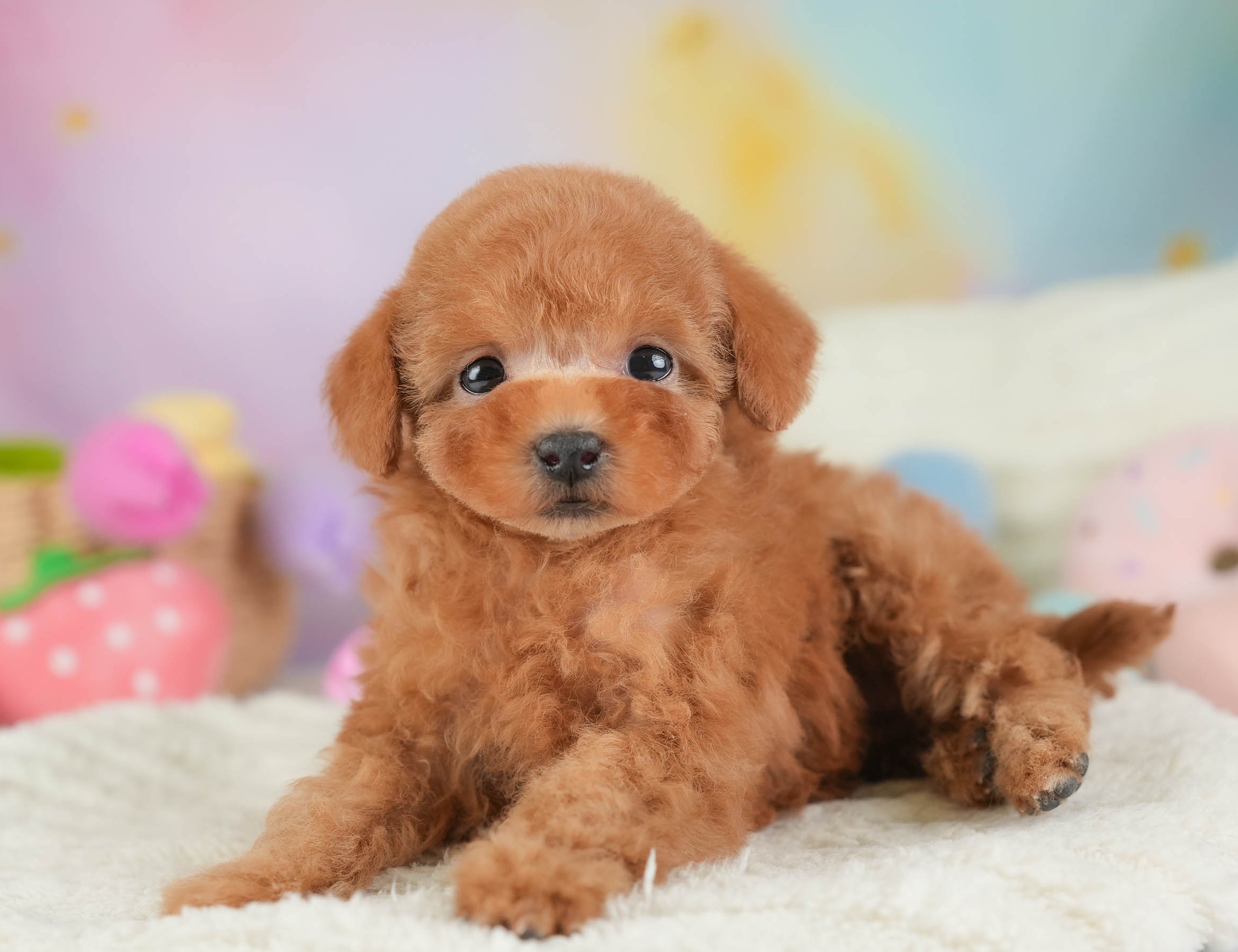 タイニー・プードル | 女の子 | アプリコット | 2025年12月23日