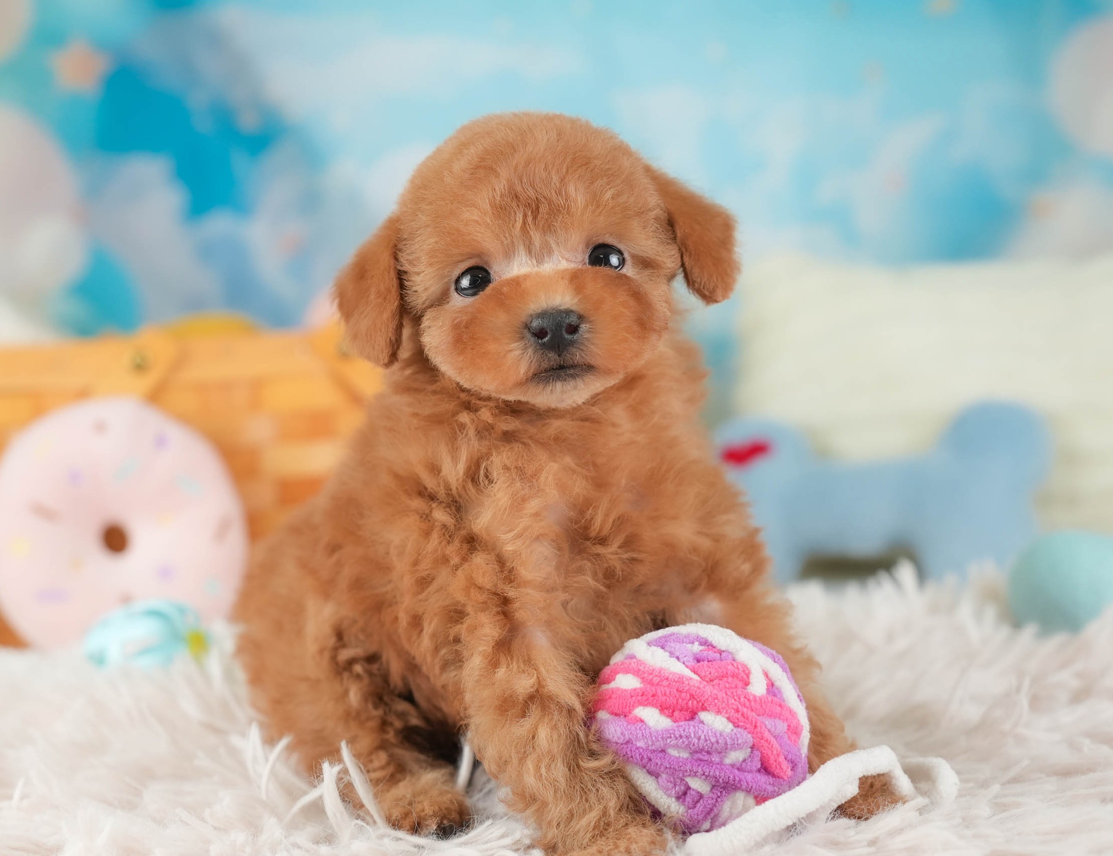 タイニー・プードル | 女の子 | アプリコット | 2025年12月23日