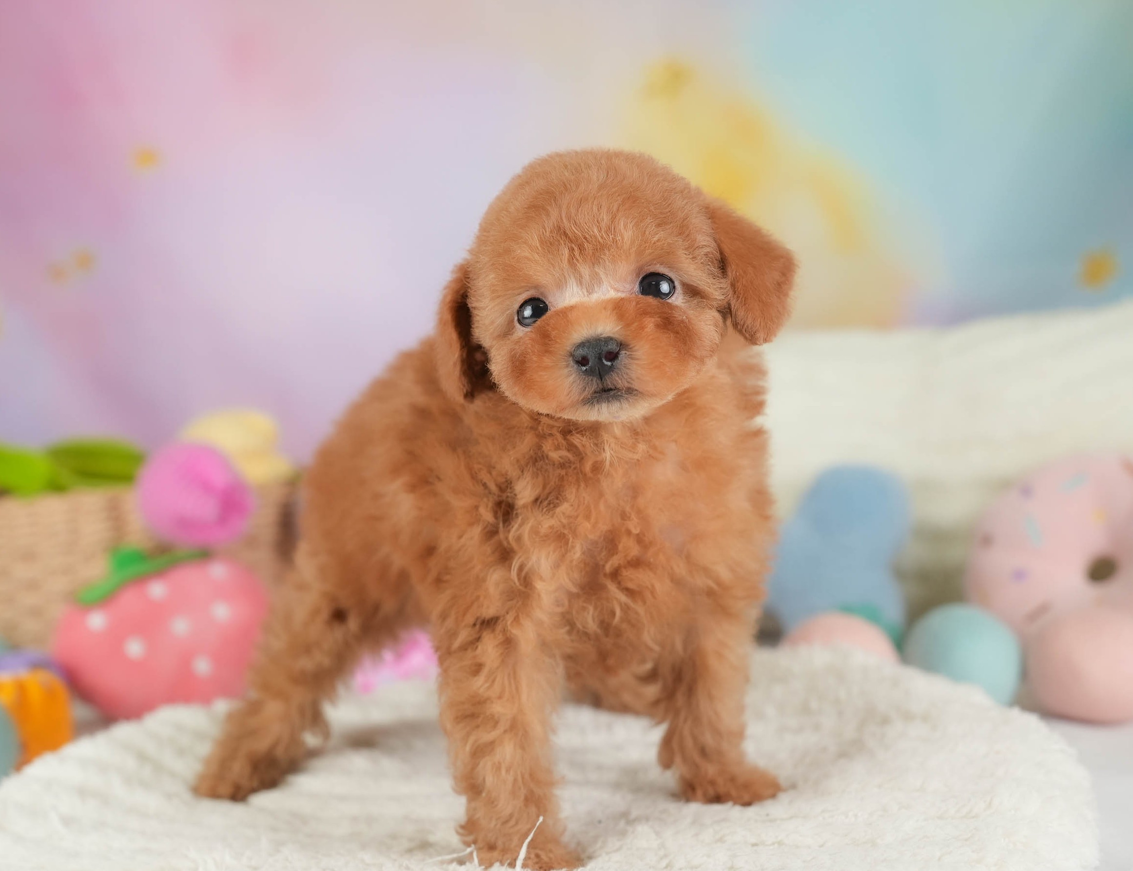 タイニー・プードル | 女の子 | アプリコット | 2025年12月23日
