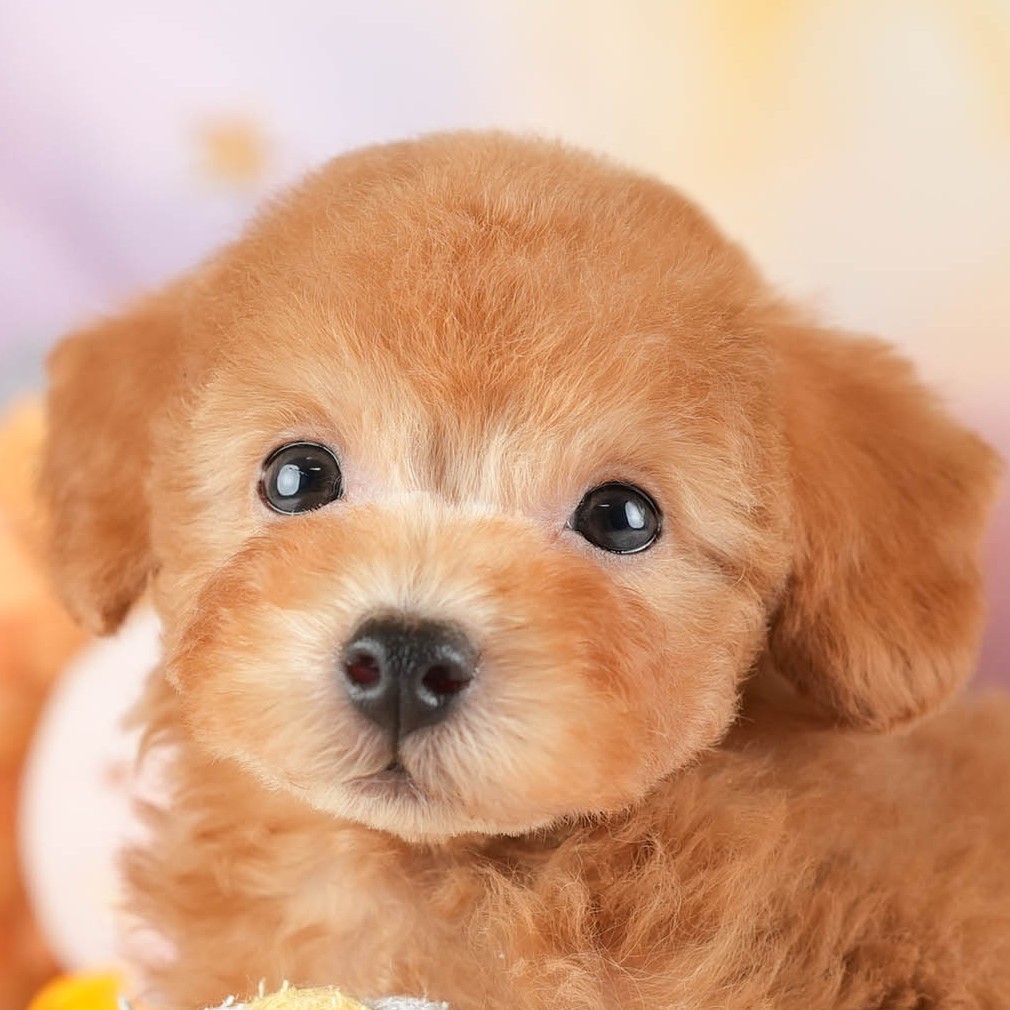 タイニー・プードル | 男の子 | アプリコット | 2025年12月23日