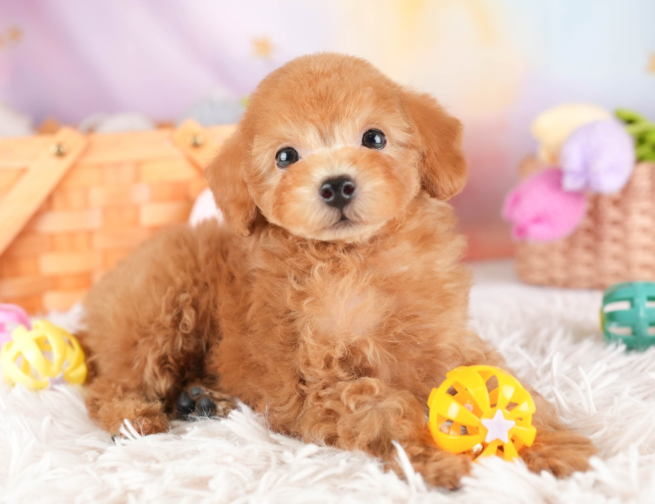 タイニー・プードル | 男の子 | アプリコット | 2025年12月23日