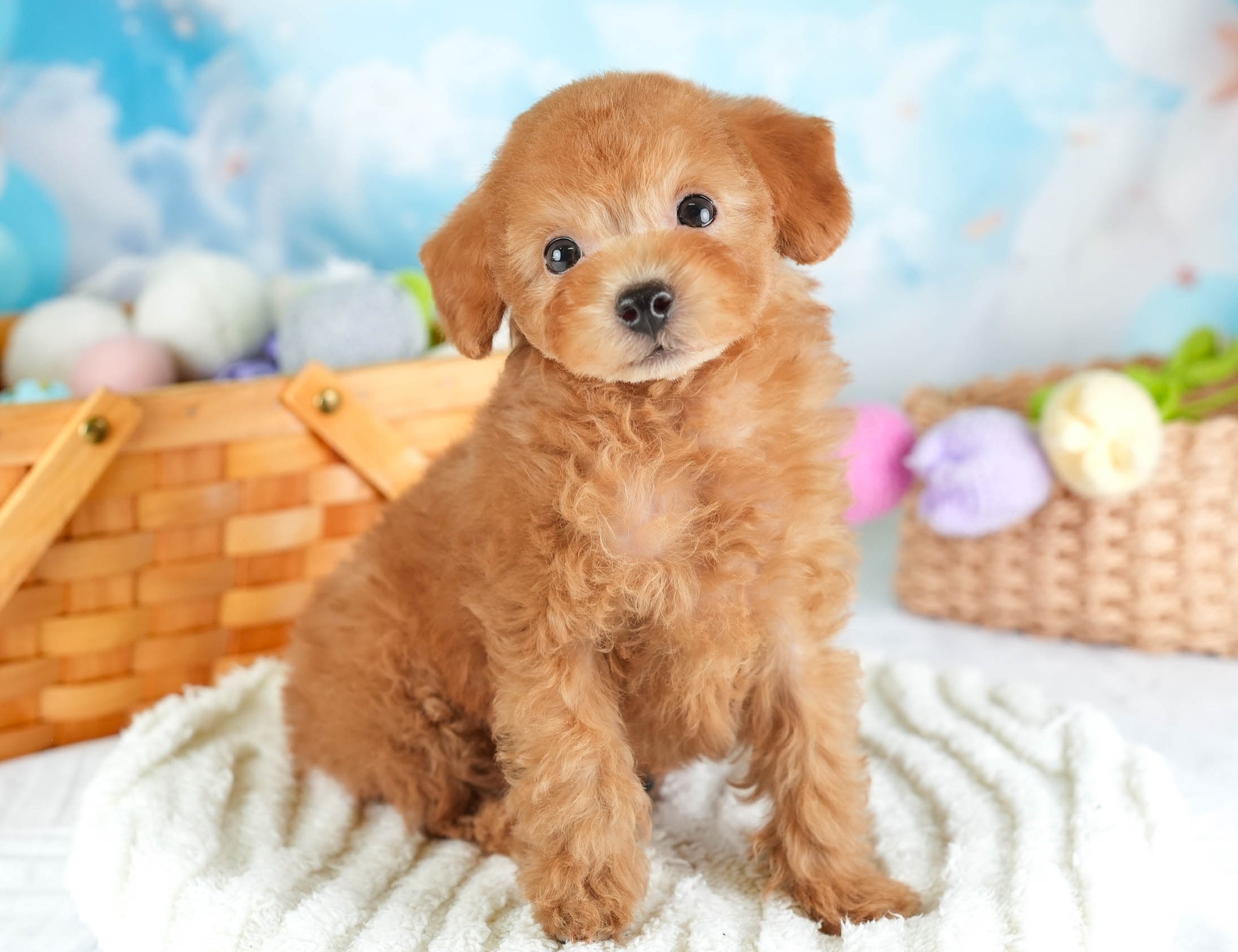 タイニー・プードル | 男の子 | アプリコット | 2025年12月23日