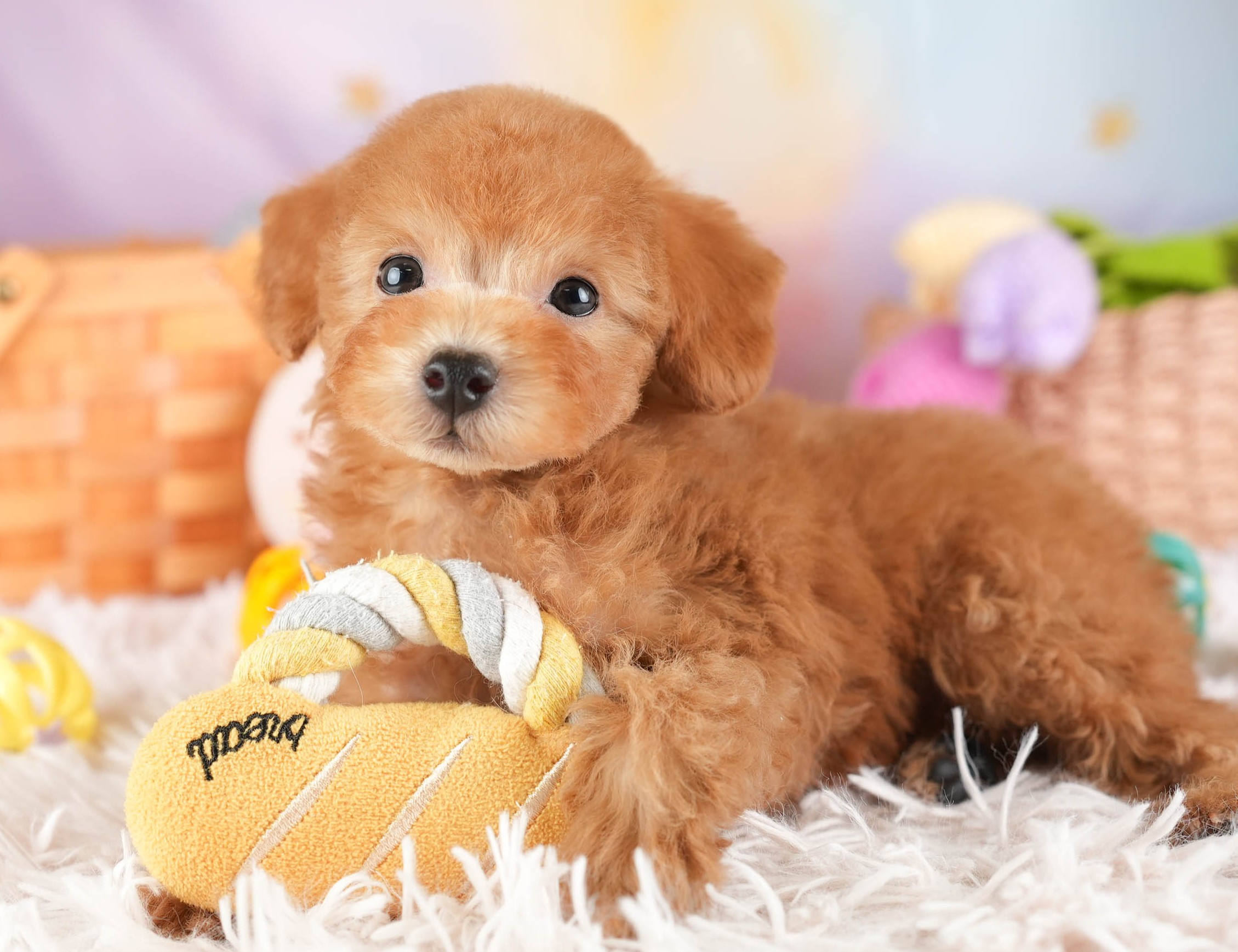 タイニー・プードル | 男の子 | アプリコット | 2025年12月23日