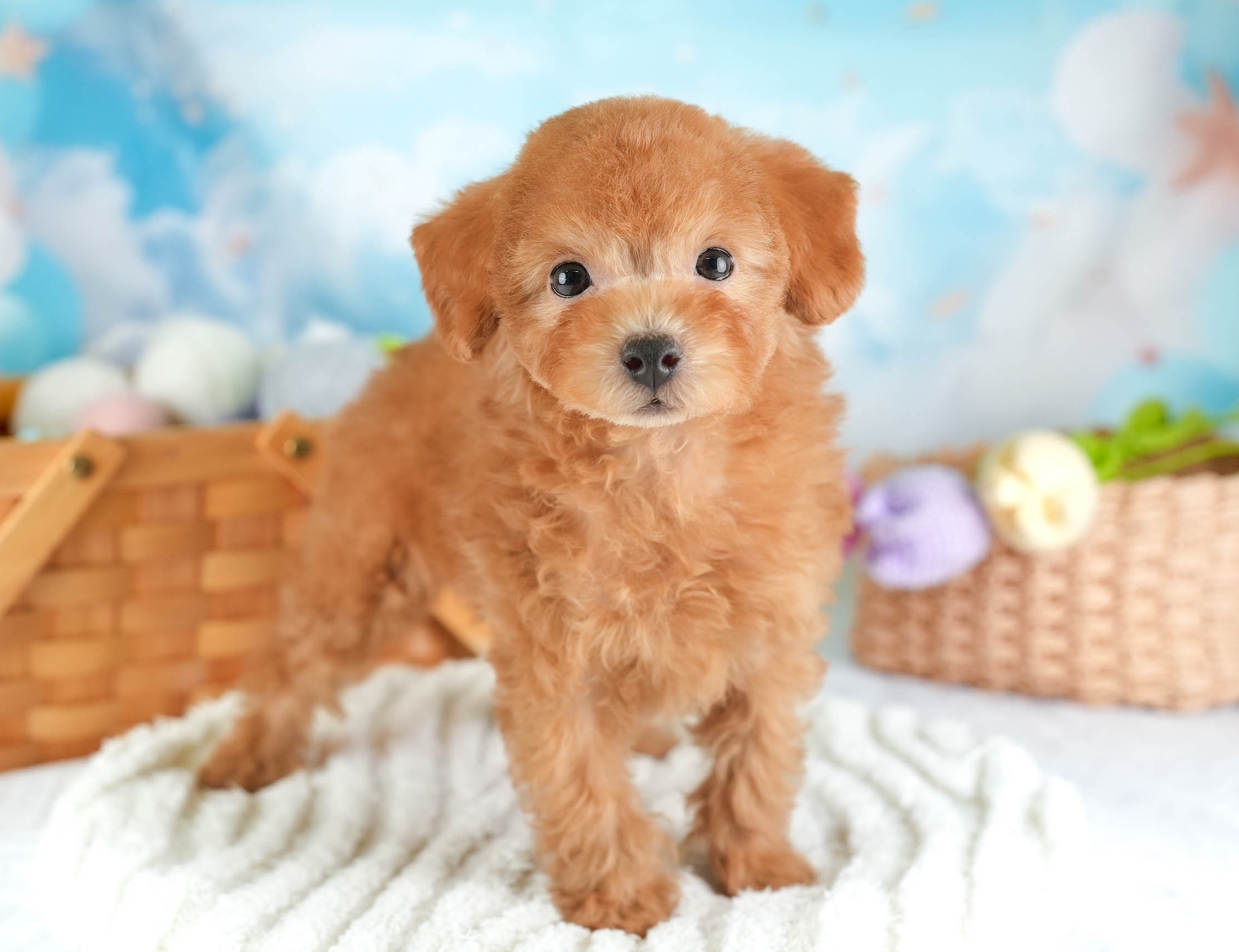 タイニー・プードル | 男の子 | アプリコット | 2025年12月23日