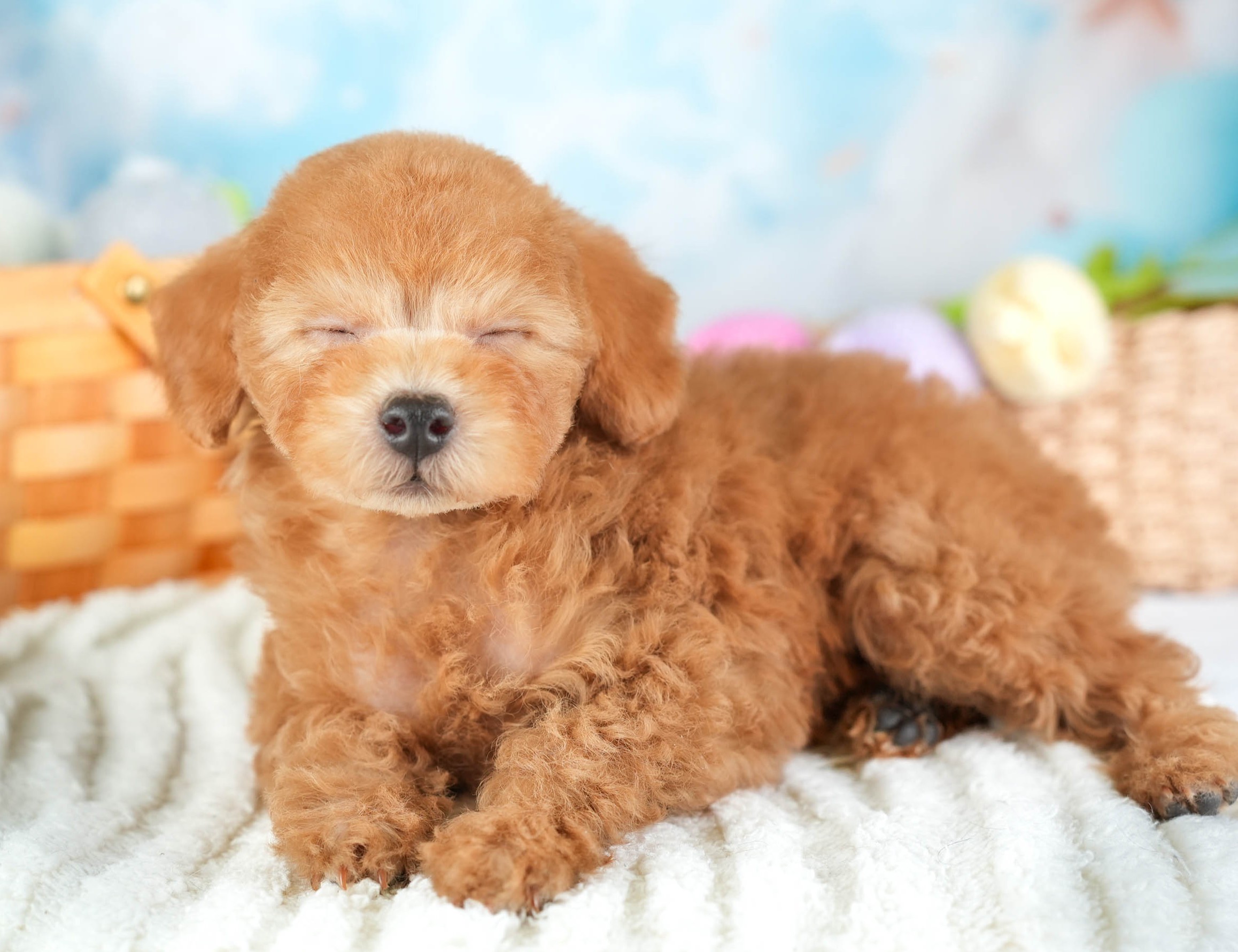 タイニー・プードル | 男の子 | アプリコット | 2025年12月23日