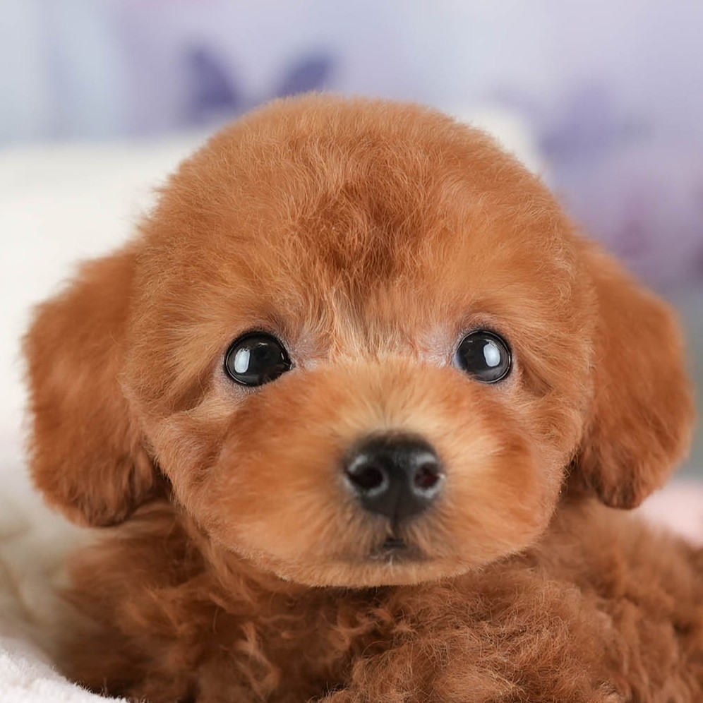 タイニー・プードル | 男の子 | レッド | 2025年12月23日