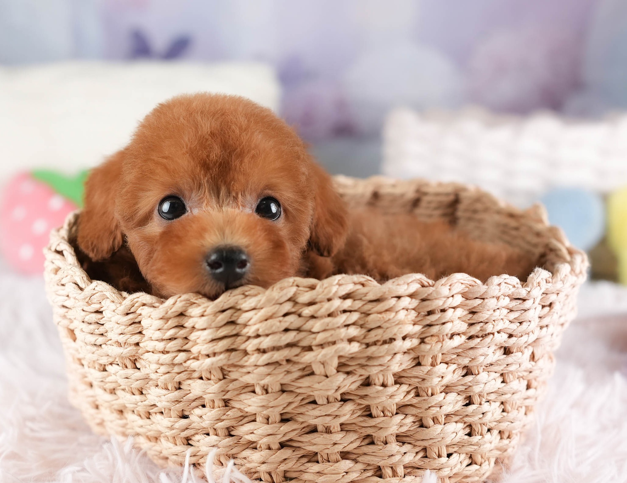 タイニー・プードル | 男の子 | レッド | 2025年12月23日