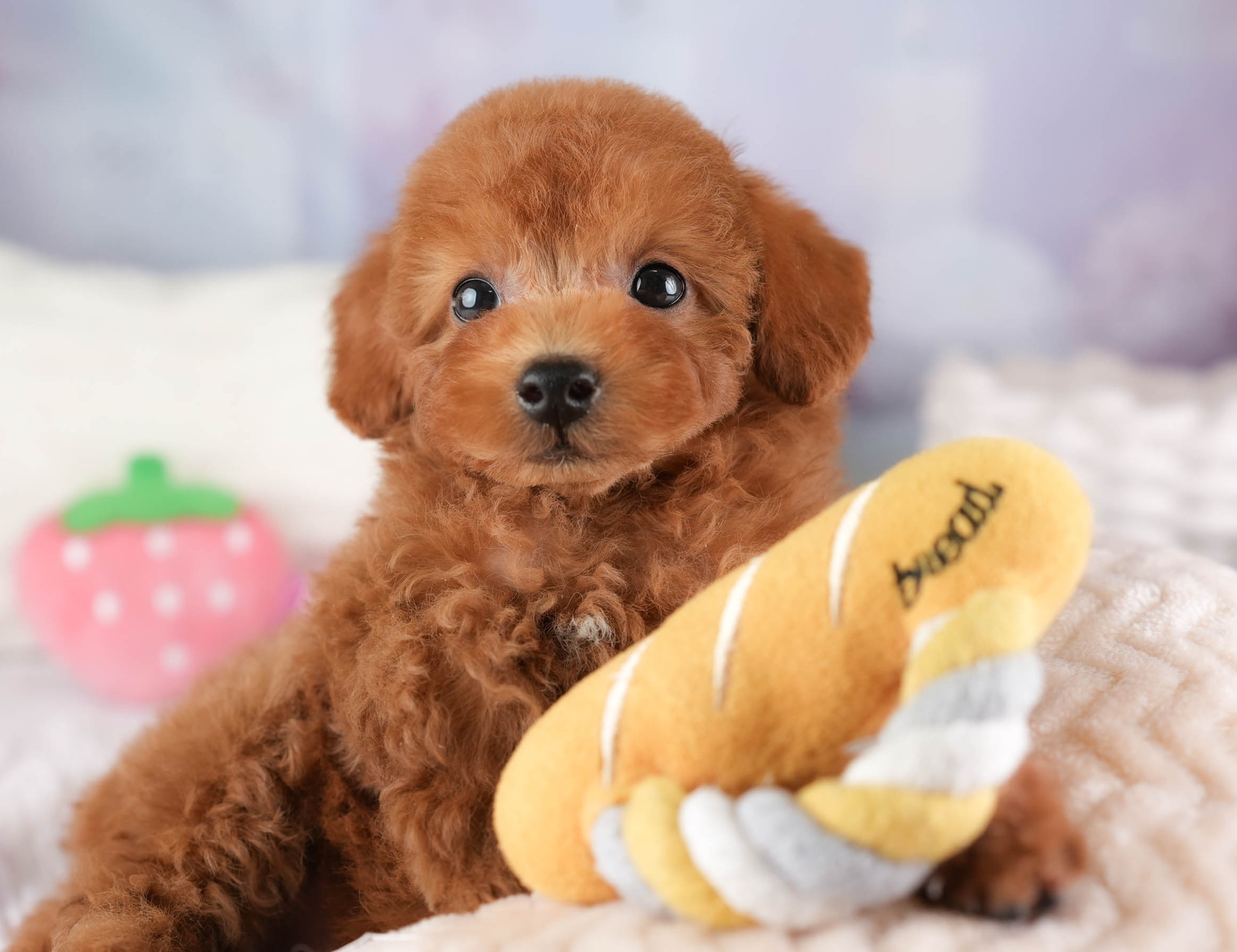 タイニー・プードル | 男の子 | レッド | 2025年12月23日