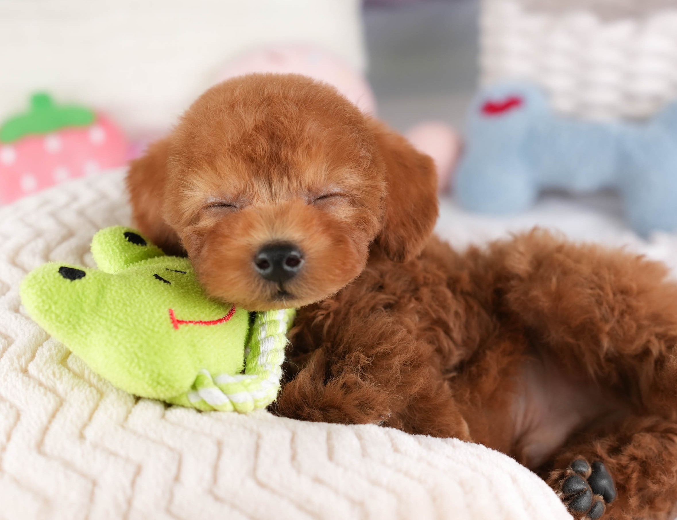 タイニー・プードル | 男の子 | レッド | 2025年12月23日